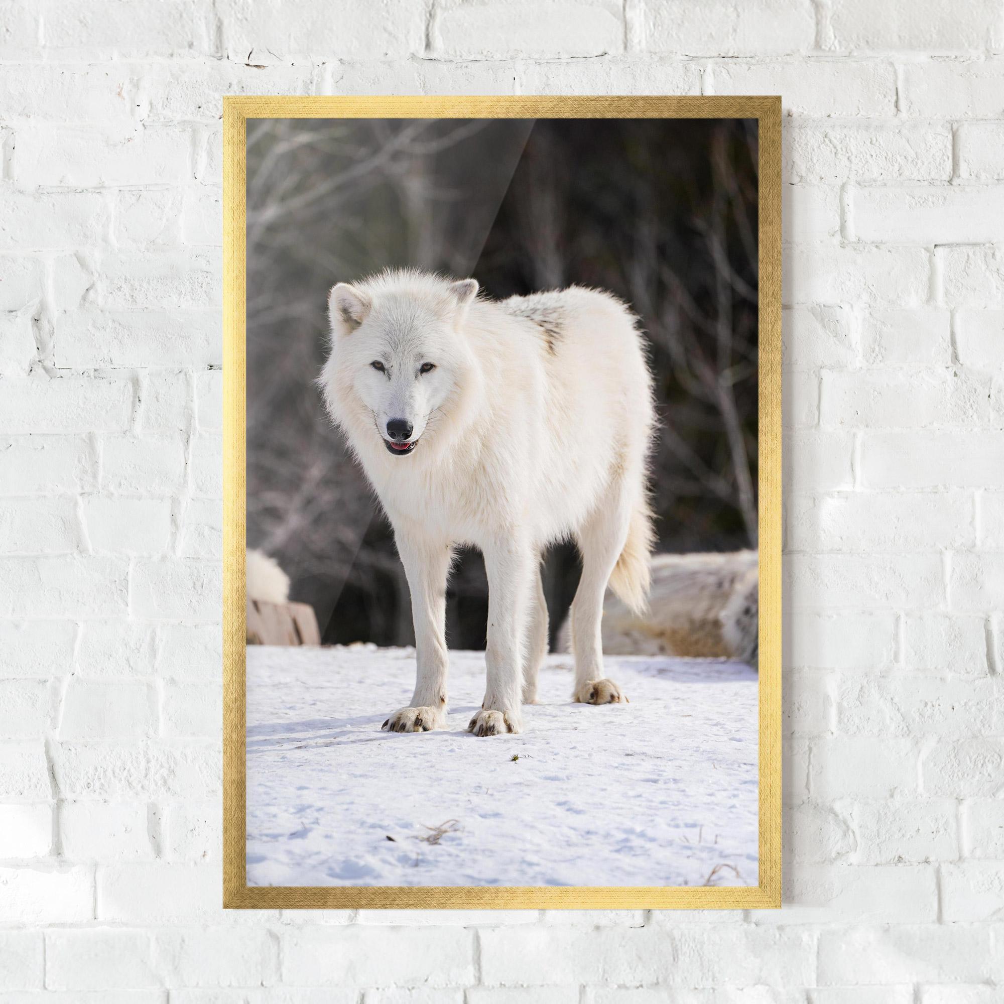 Plakat w Ramie Beautiful White Wolf mockup 0