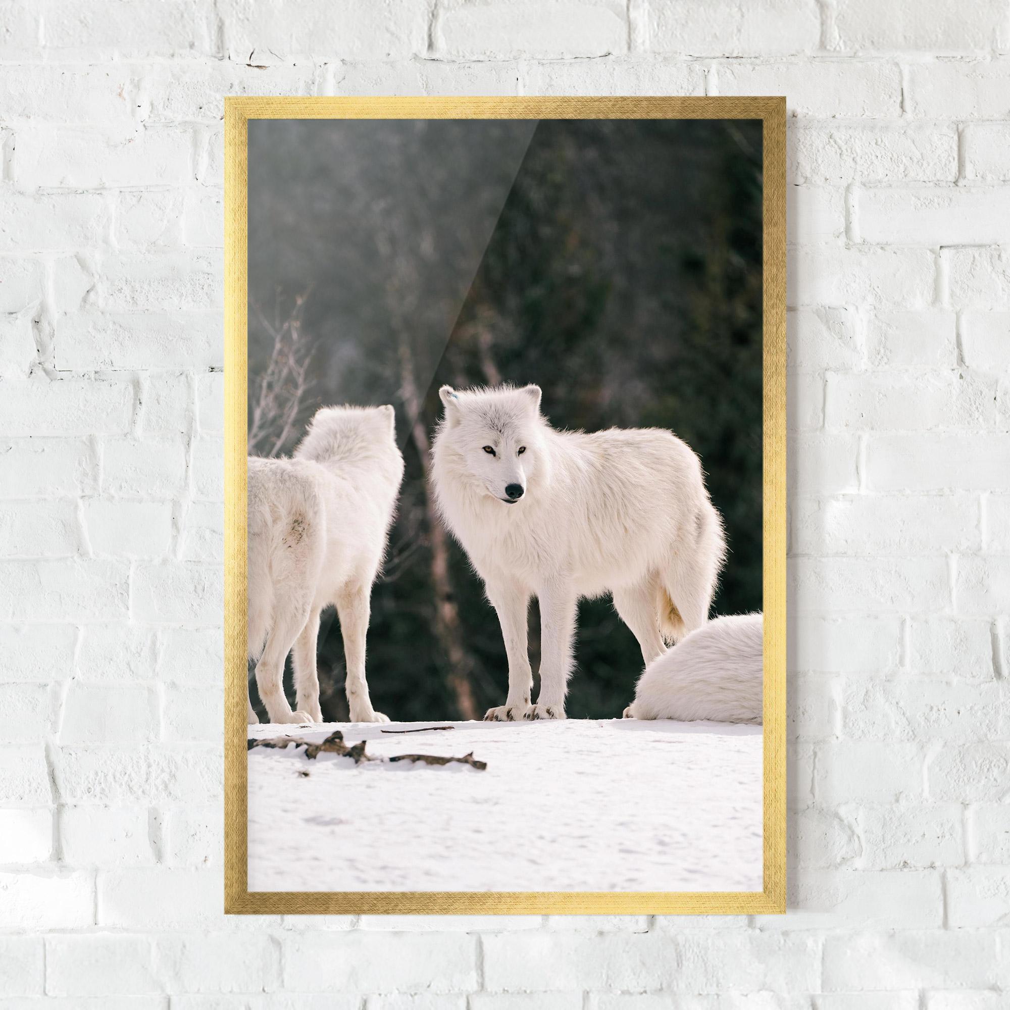 Plakat w Ramie White Wolf Waiting mockup 0