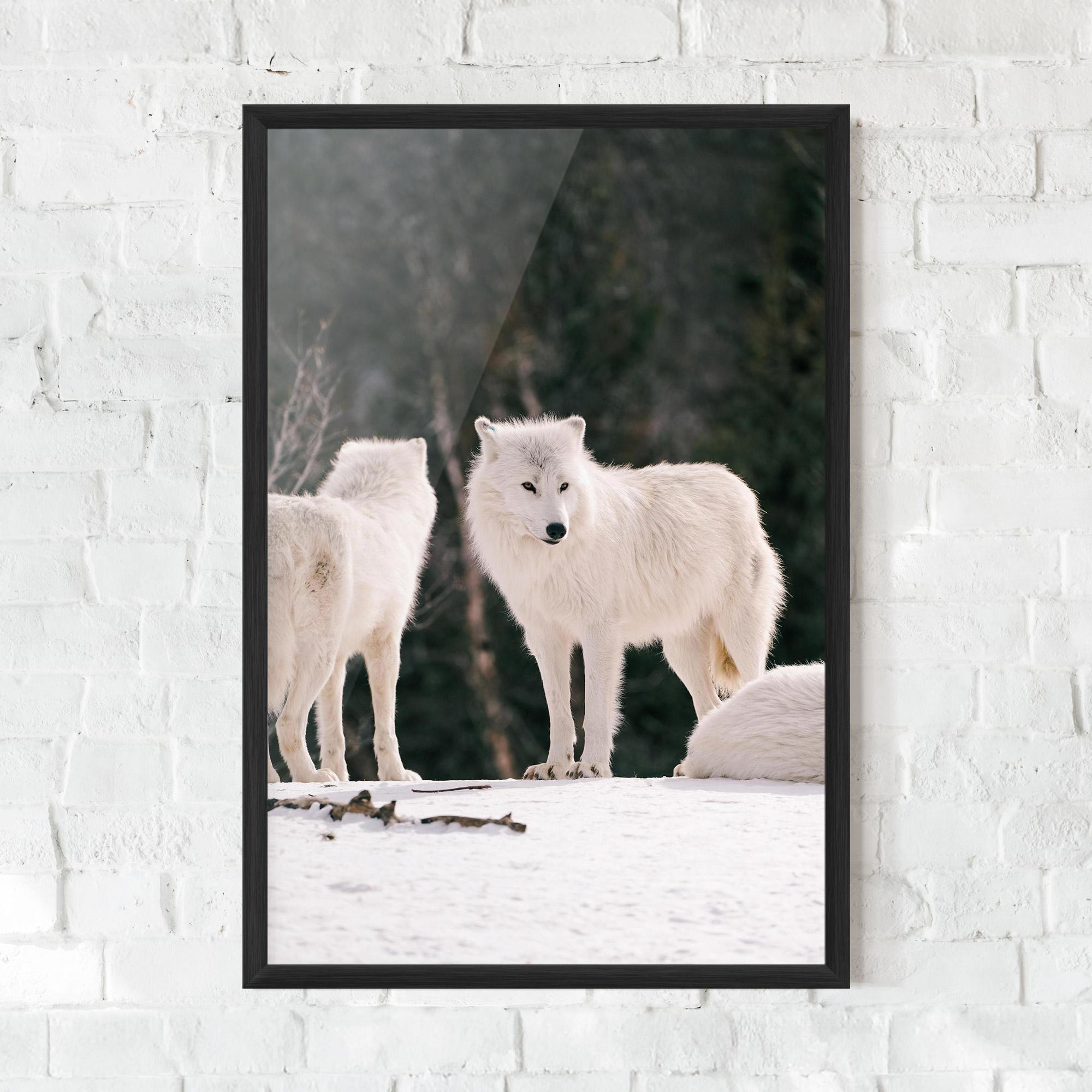 Plakat w Ramie White Wolf Waiting mockup 0