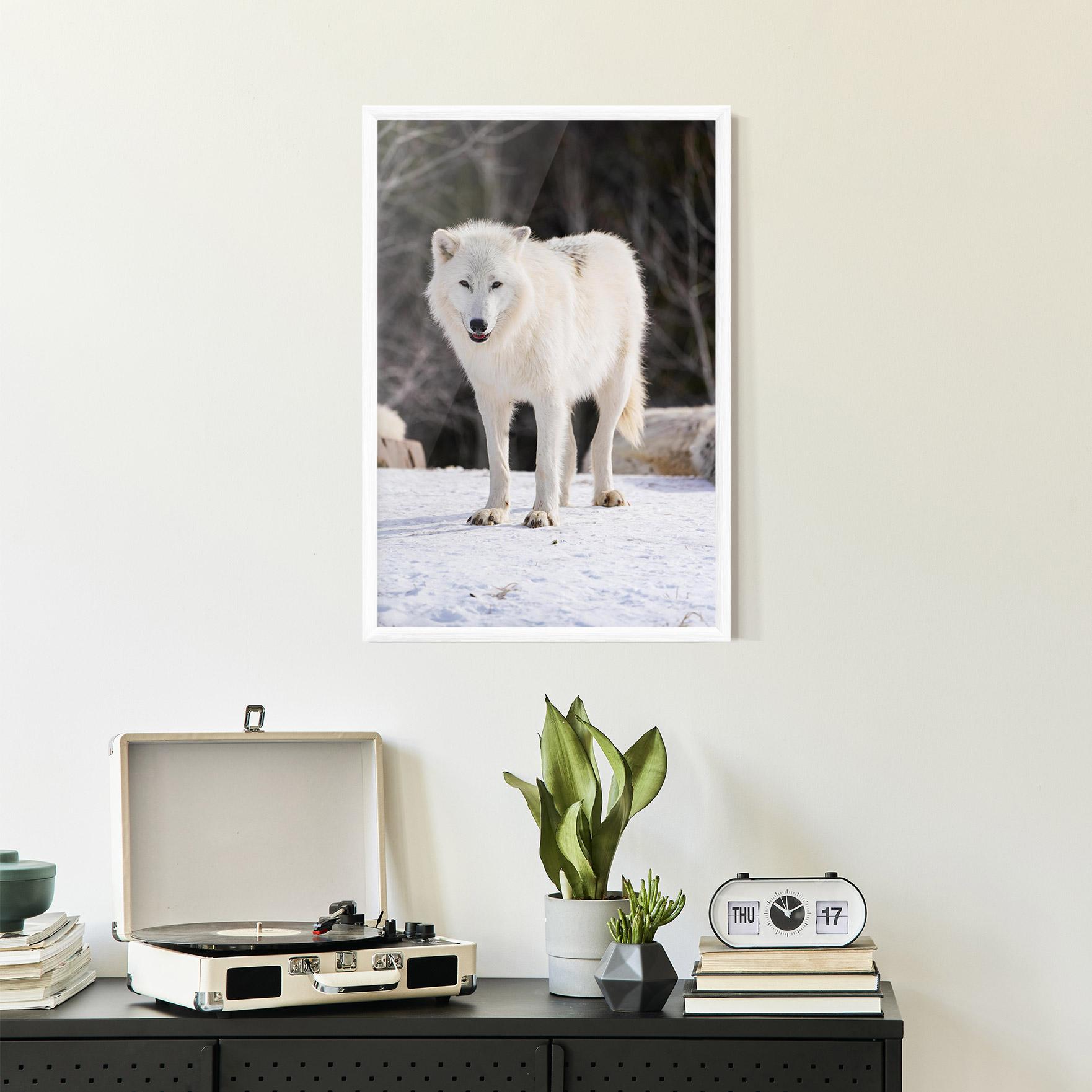 Plakat w Ramie Beautiful White Wolf mockup 2