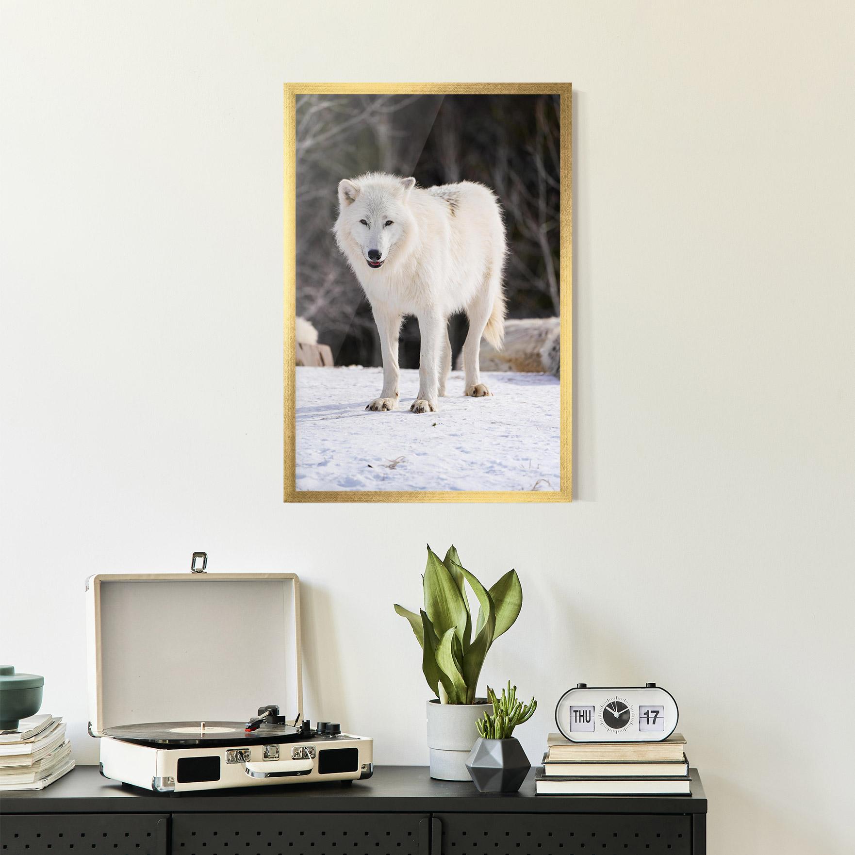 Plakat w Ramie Beautiful White Wolf mockup 2