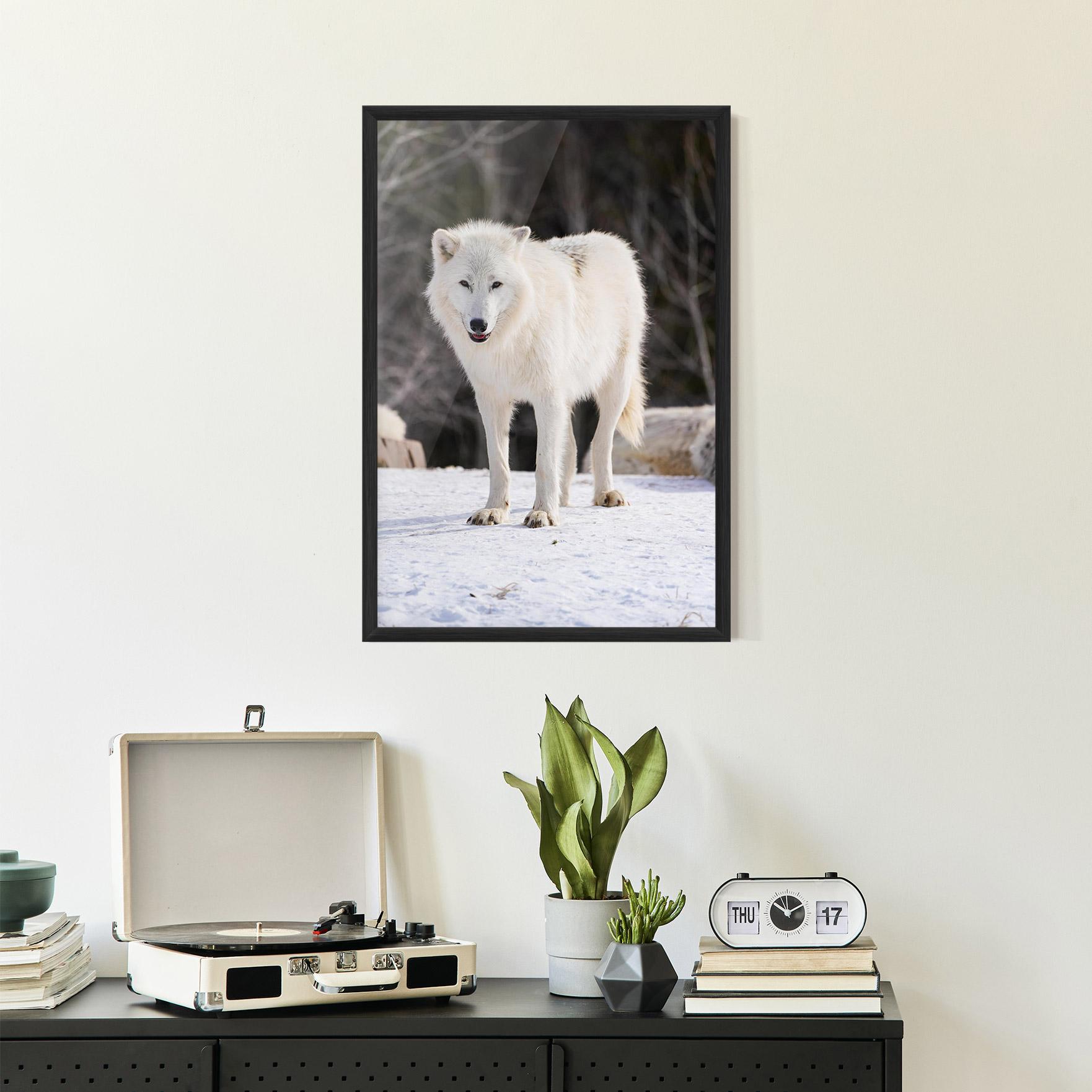 Plakat w Ramie Beautiful White Wolf mockup 2