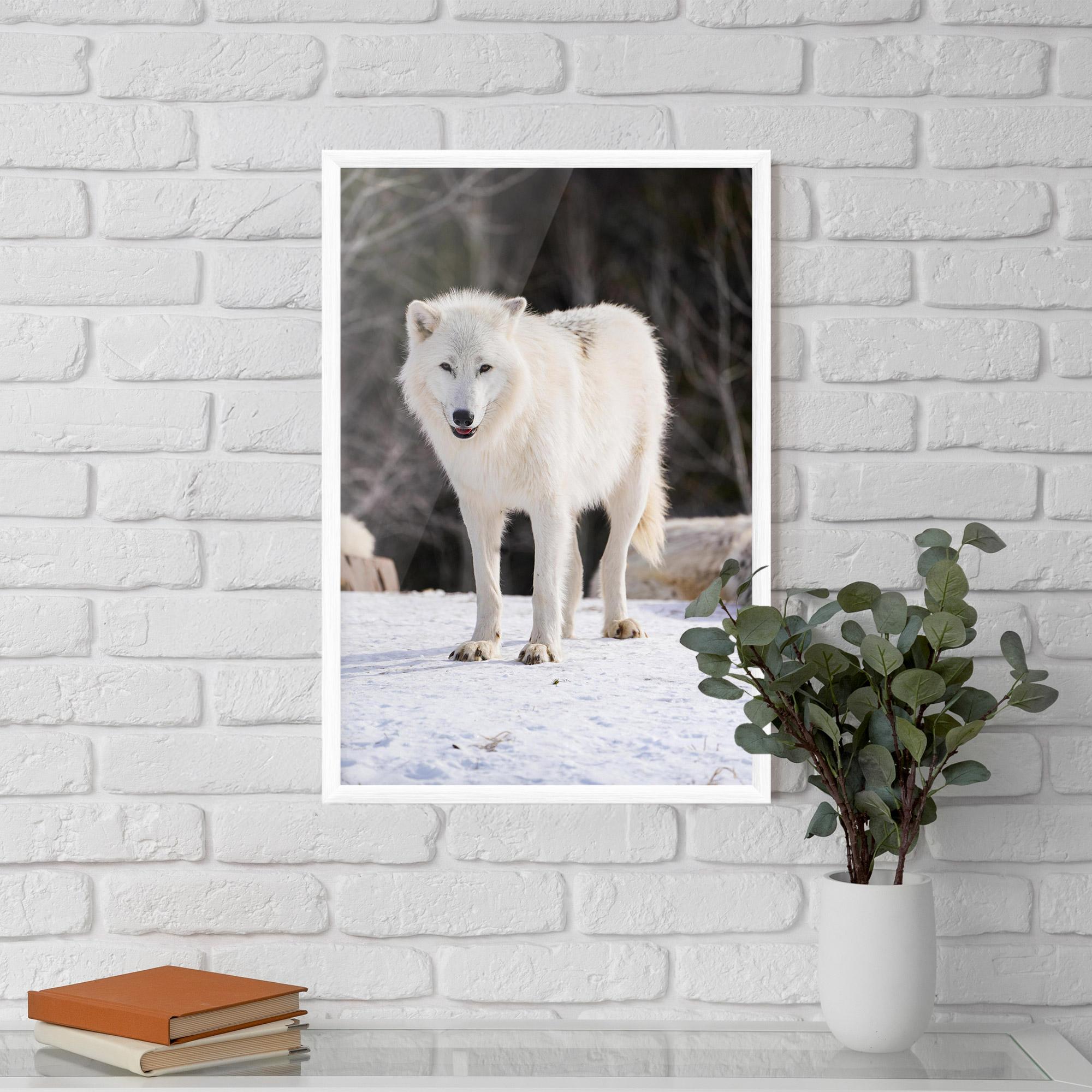 Plakat w Ramie Beautiful White Wolf mockup 5