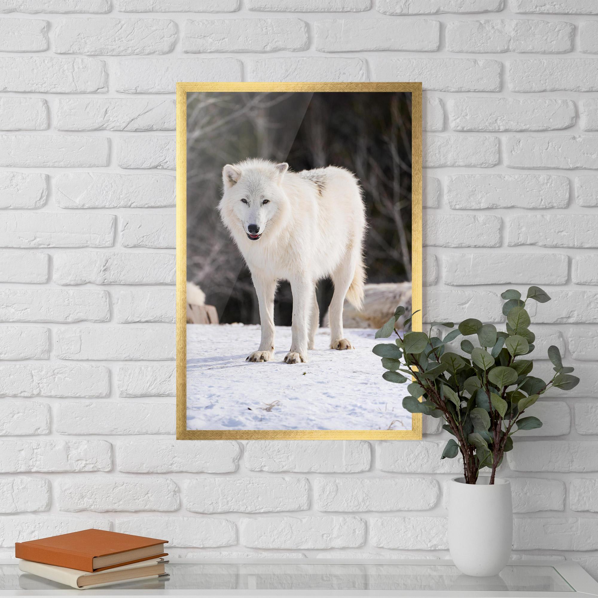 Plakat w Ramie Beautiful White Wolf mockup 5