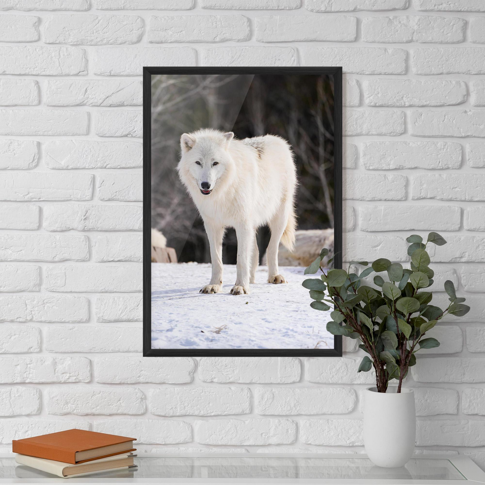 Plakat w Ramie Beautiful White Wolf mockup 5