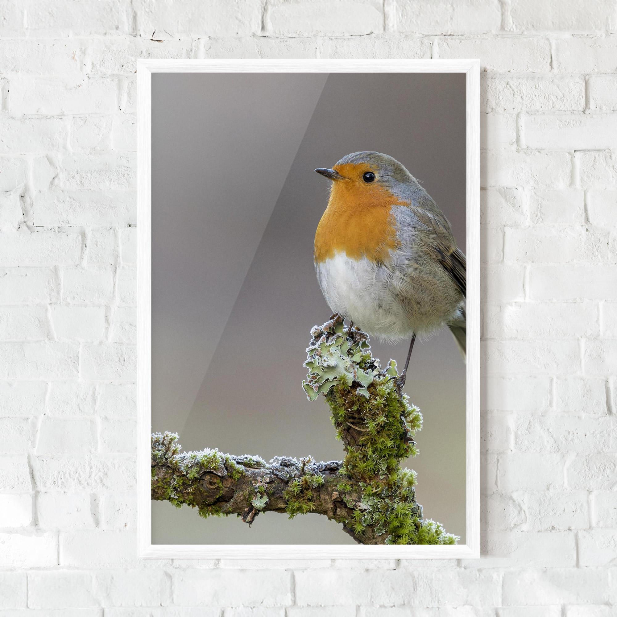 Plakat w Ramie Erithacus Bird mockup 0