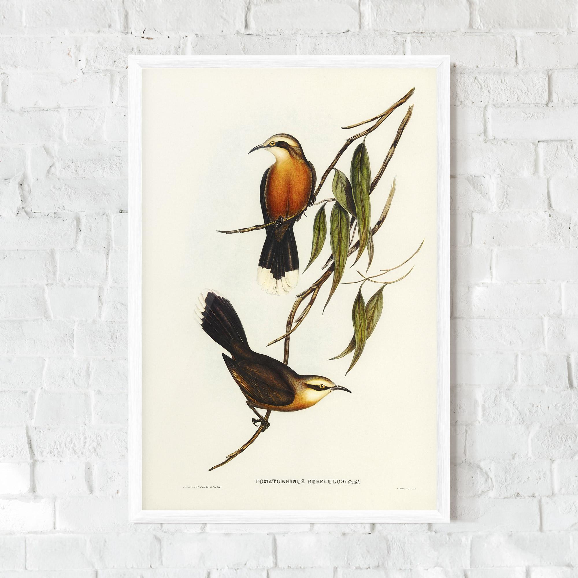 Plakat w Ramie Red Pomatorhinus mockup 0