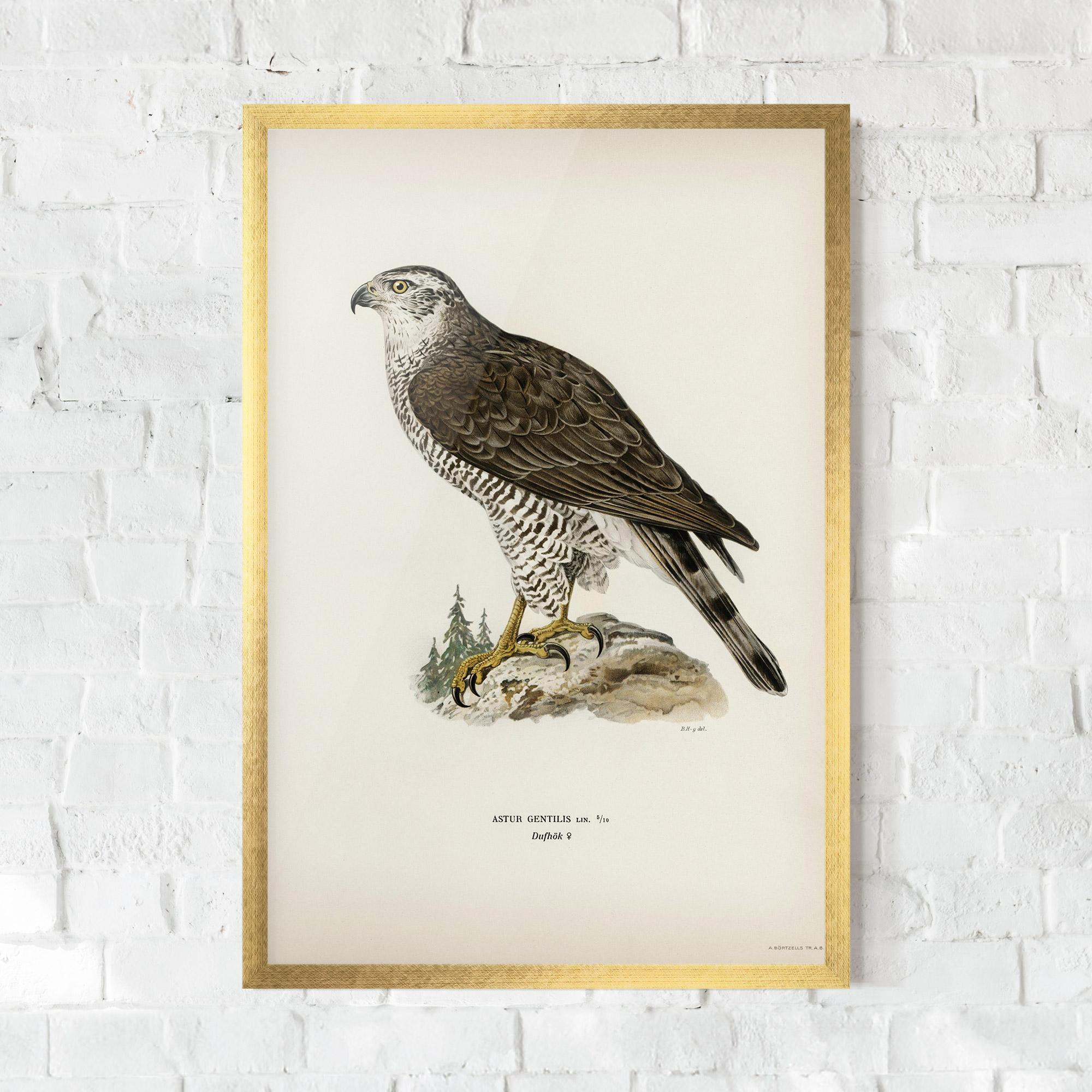 Plakat w Ramie Astur Gentilis mockup 0