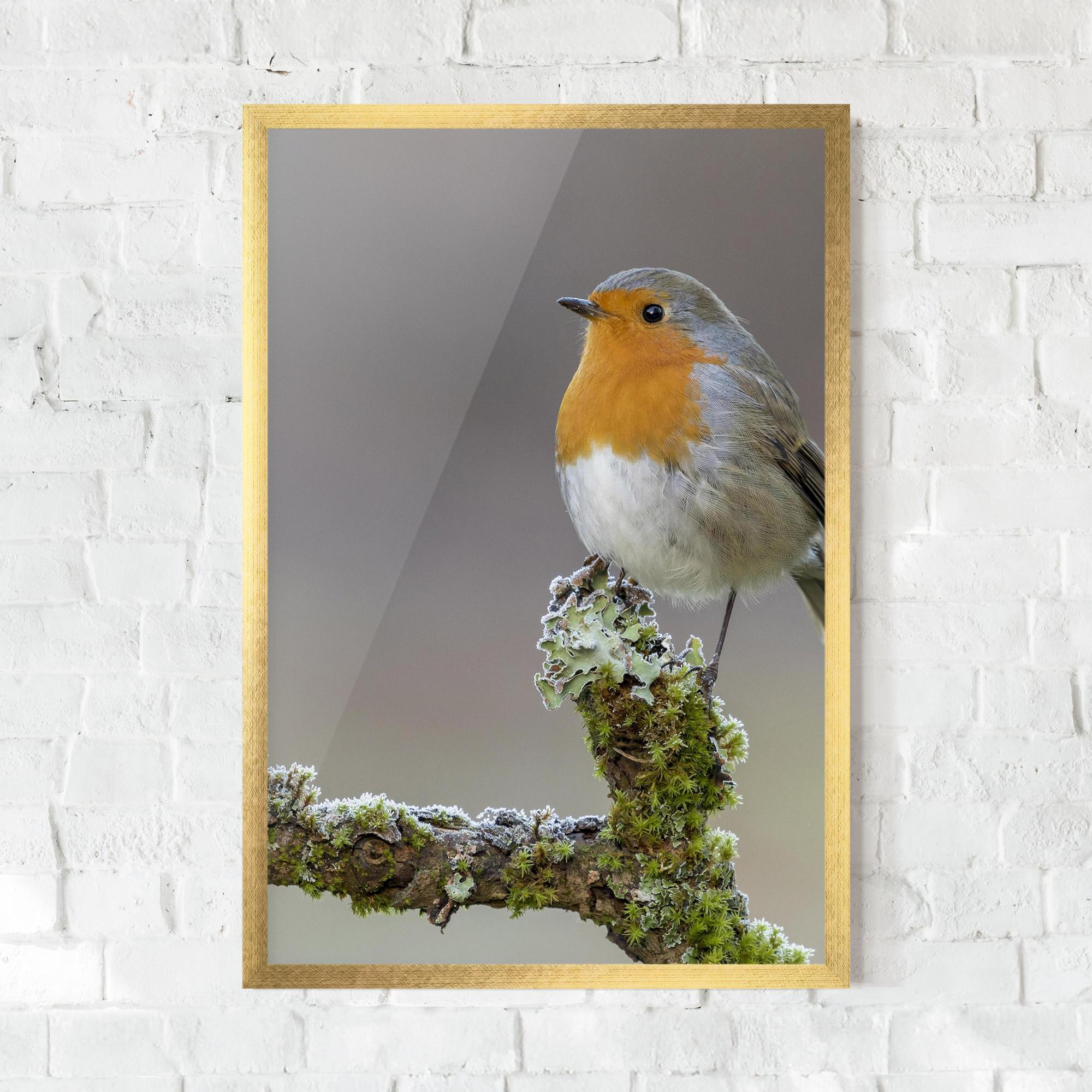 Plakat w Ramie Erithacus Bird mockup 0