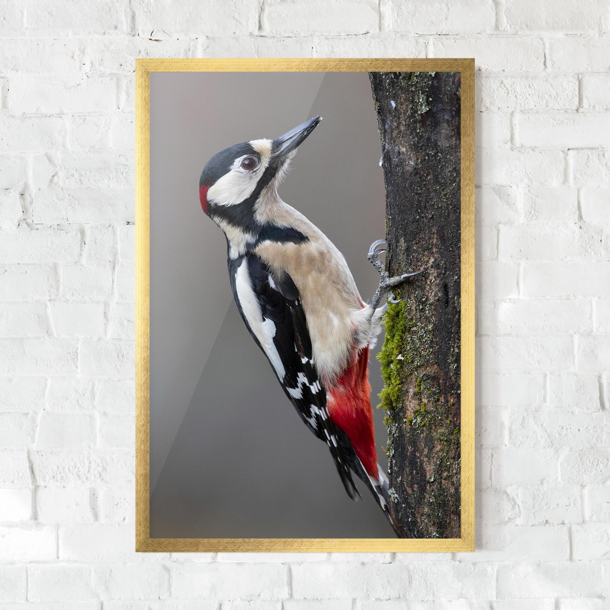 Plakat w Ramie Woodpecker mockup 0