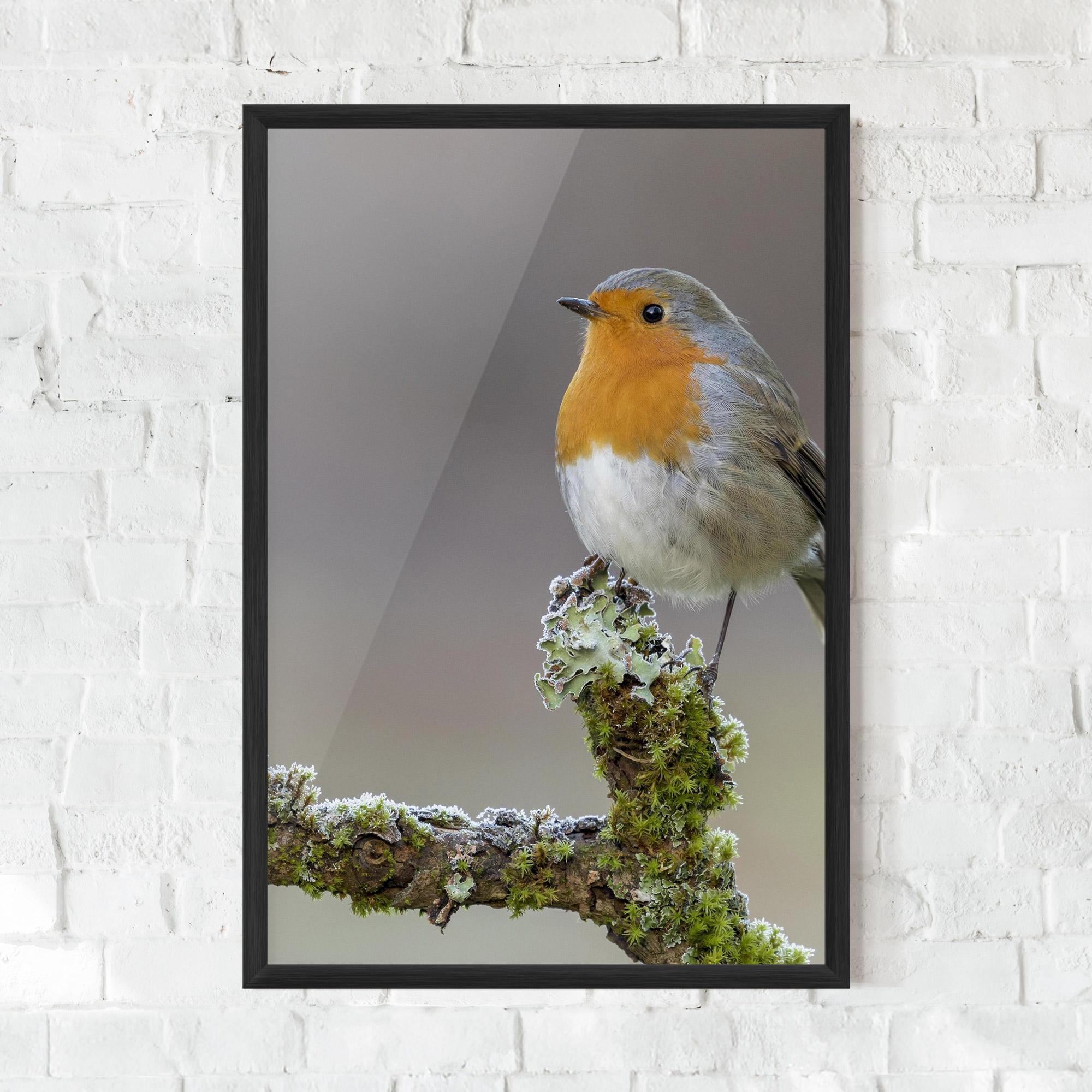 Plakat w Ramie Erithacus Bird mockup 0
