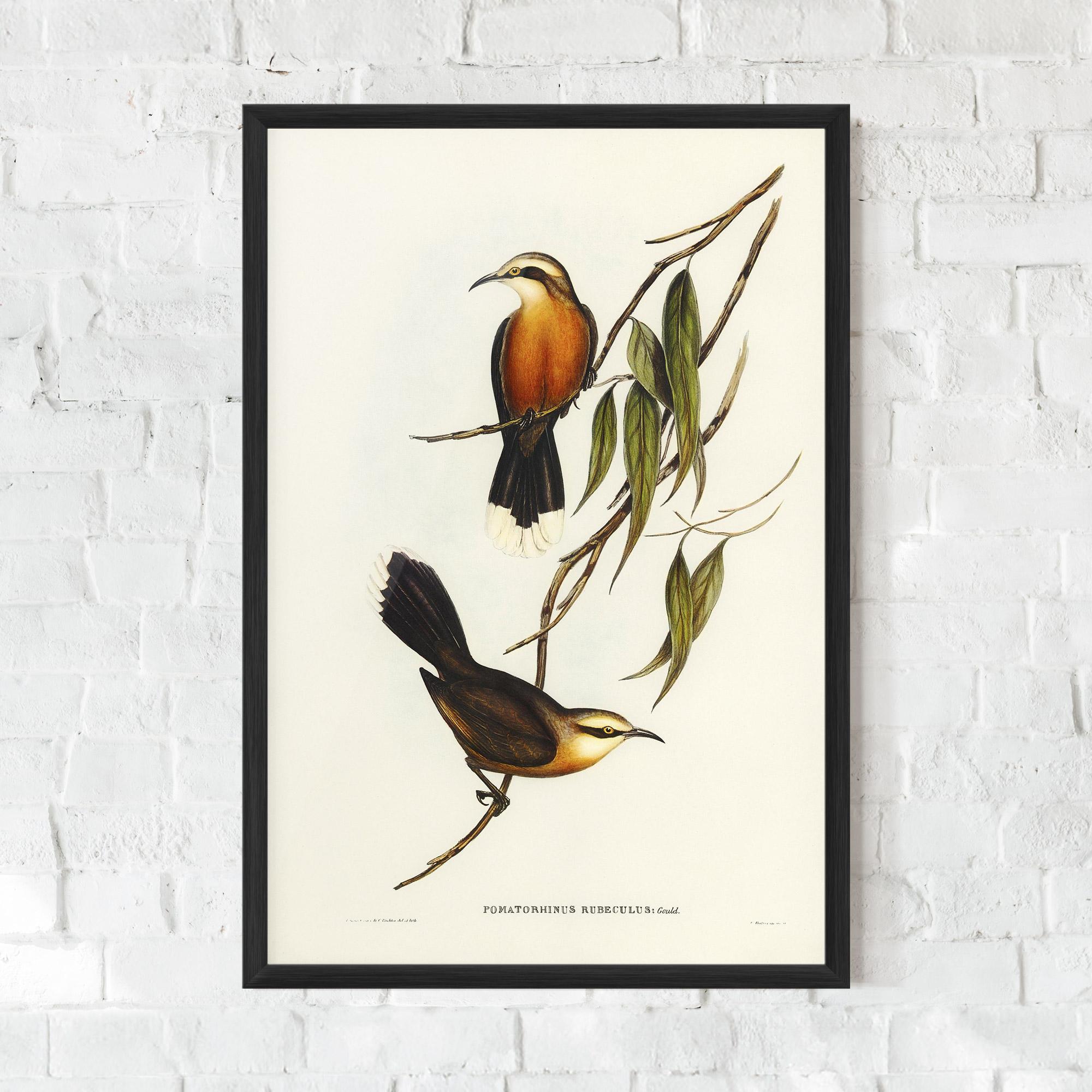 Plakat w Ramie Red Pomatorhinus mockup 0