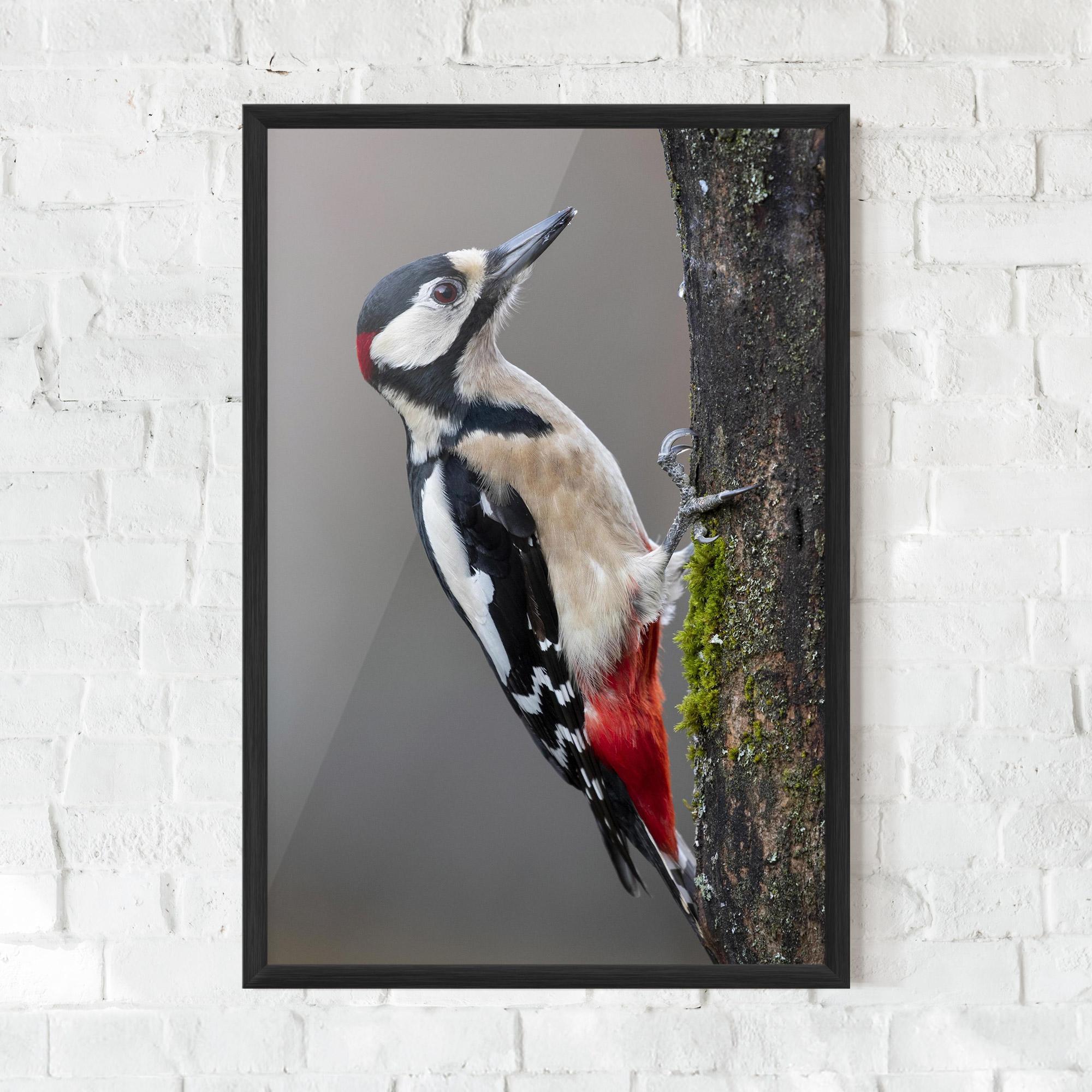 Plakat w Ramie Woodpecker mockup 0