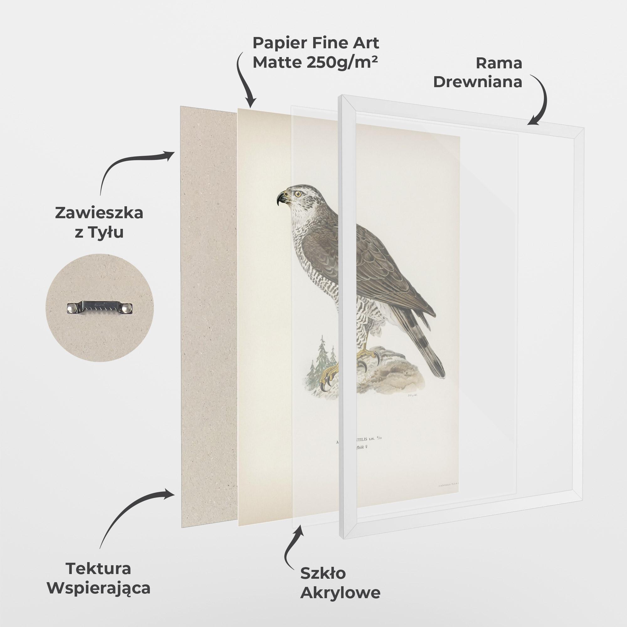 Plakat w Ramie Astur Gentilis mockup 1