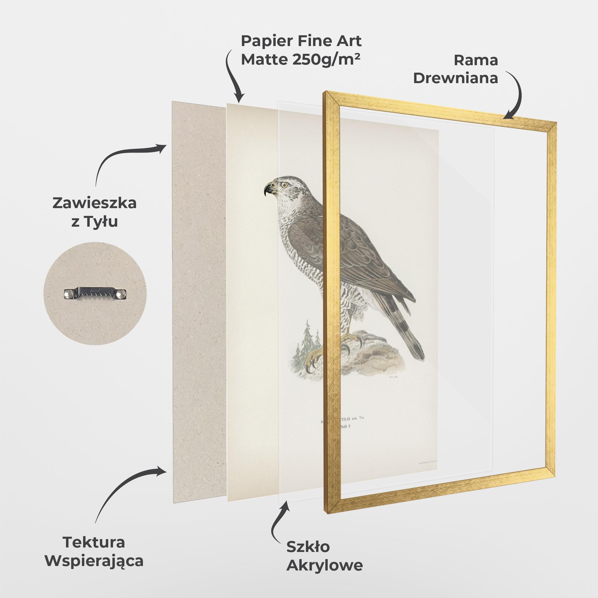 Plakat w Ramie Astur Gentilis mockup 1