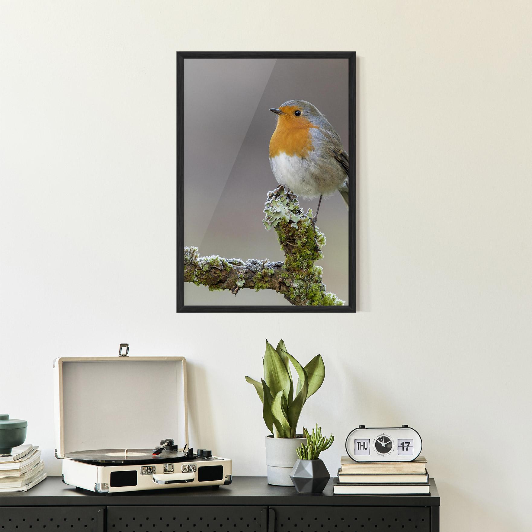 Plakat w Ramie Erithacus Bird mockup 2
