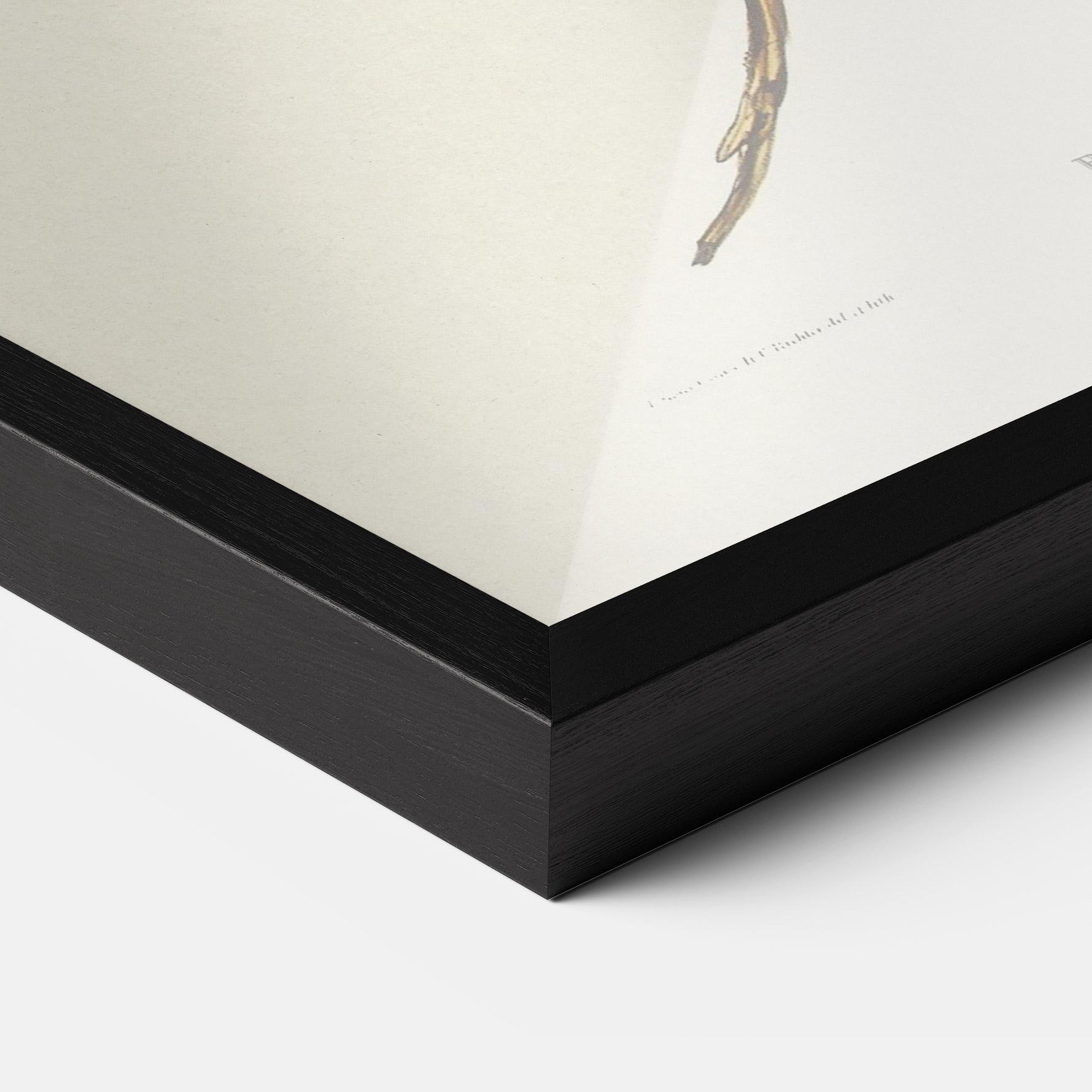 Plakat w Ramie Red Pomatorhinus mockup 3