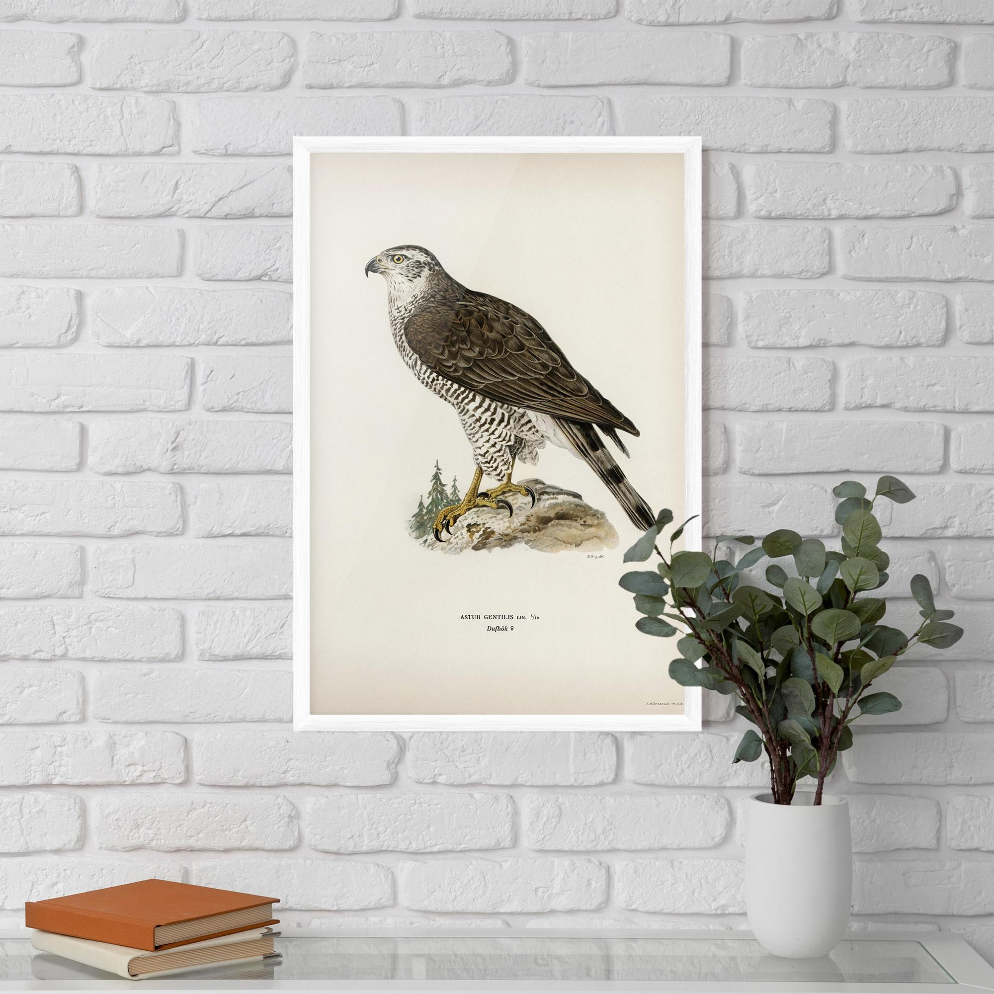 Plakat w Ramie Astur Gentilis mockup 5