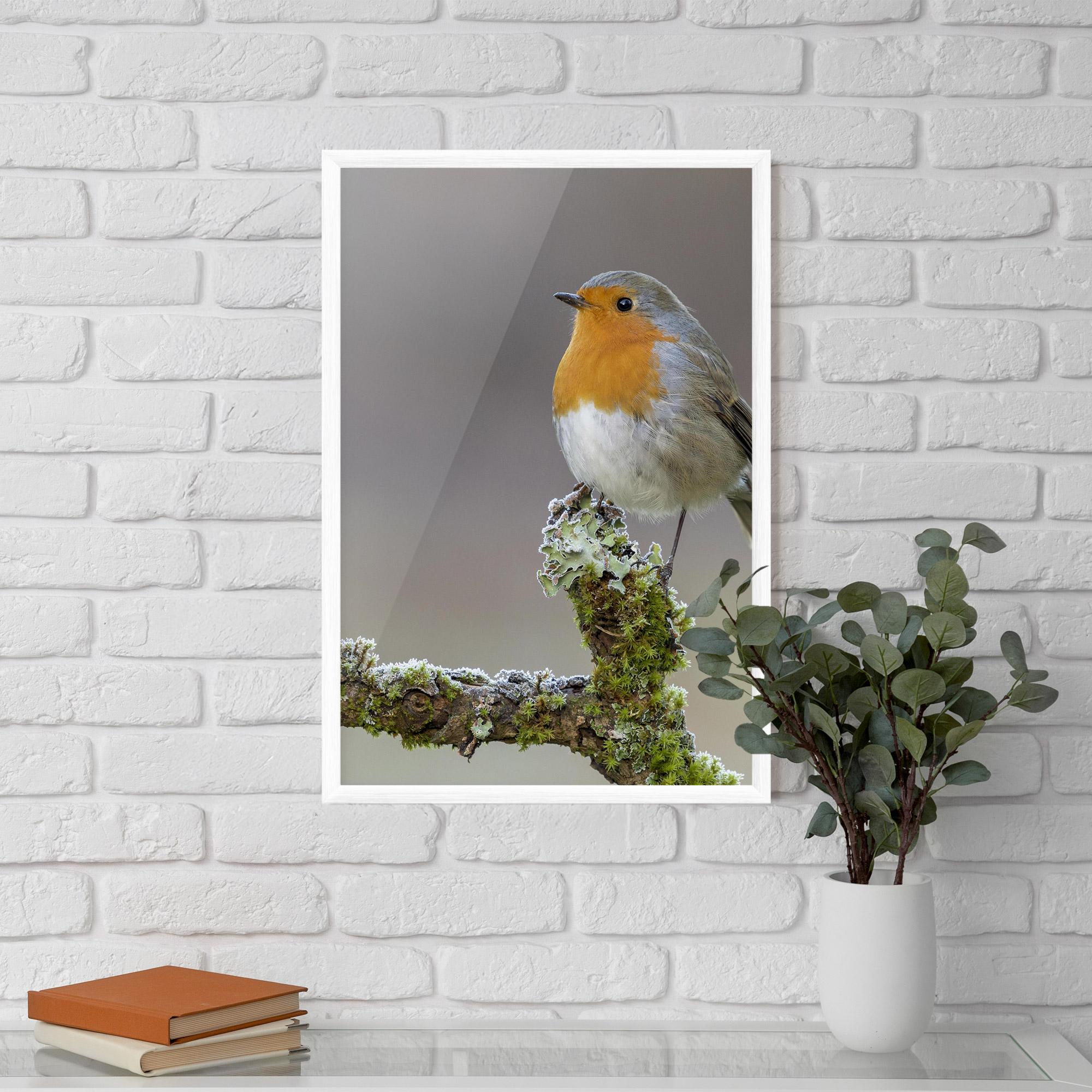 Plakat w Ramie Erithacus Bird mockup 5