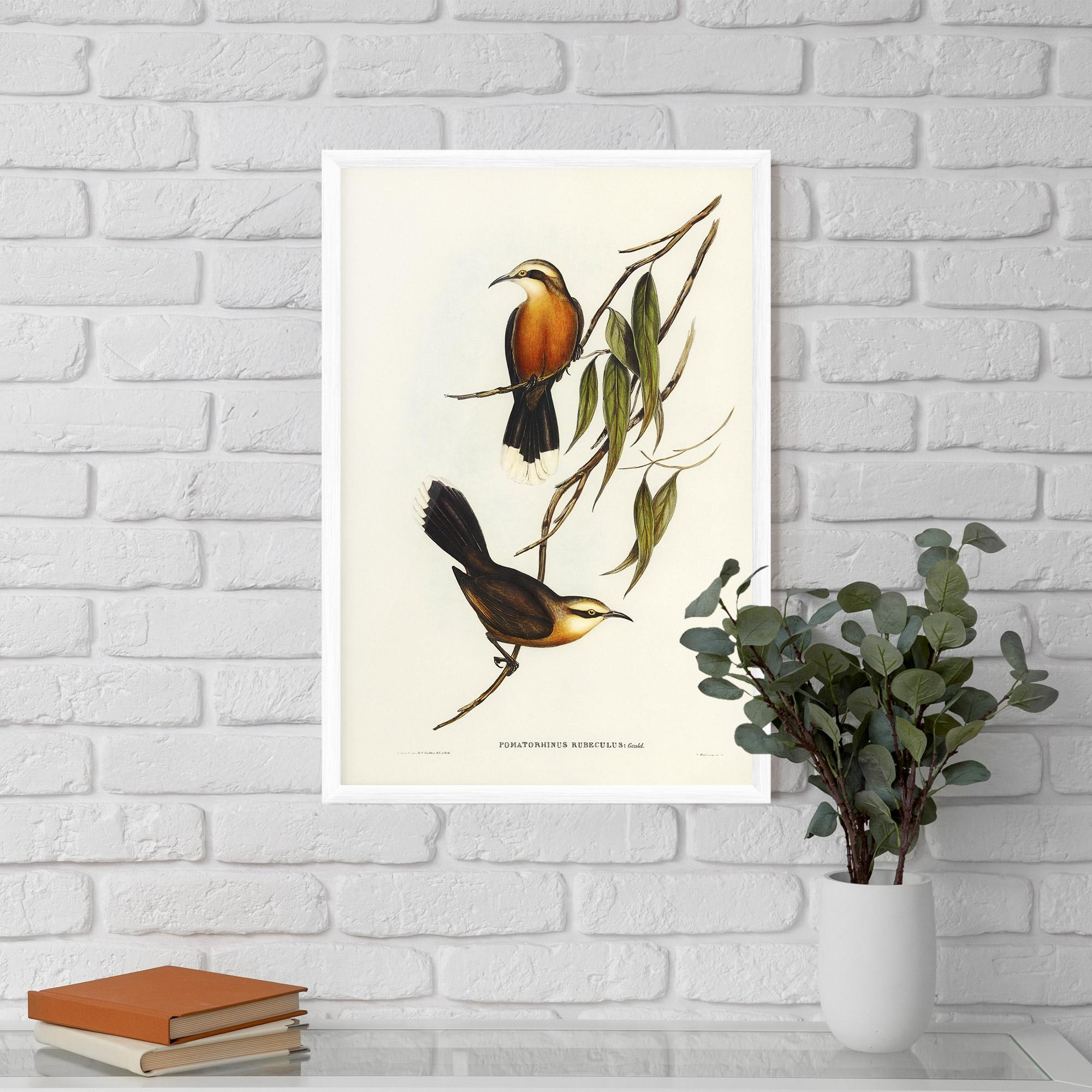 Plakat w Ramie Red Pomatorhinus mockup 5