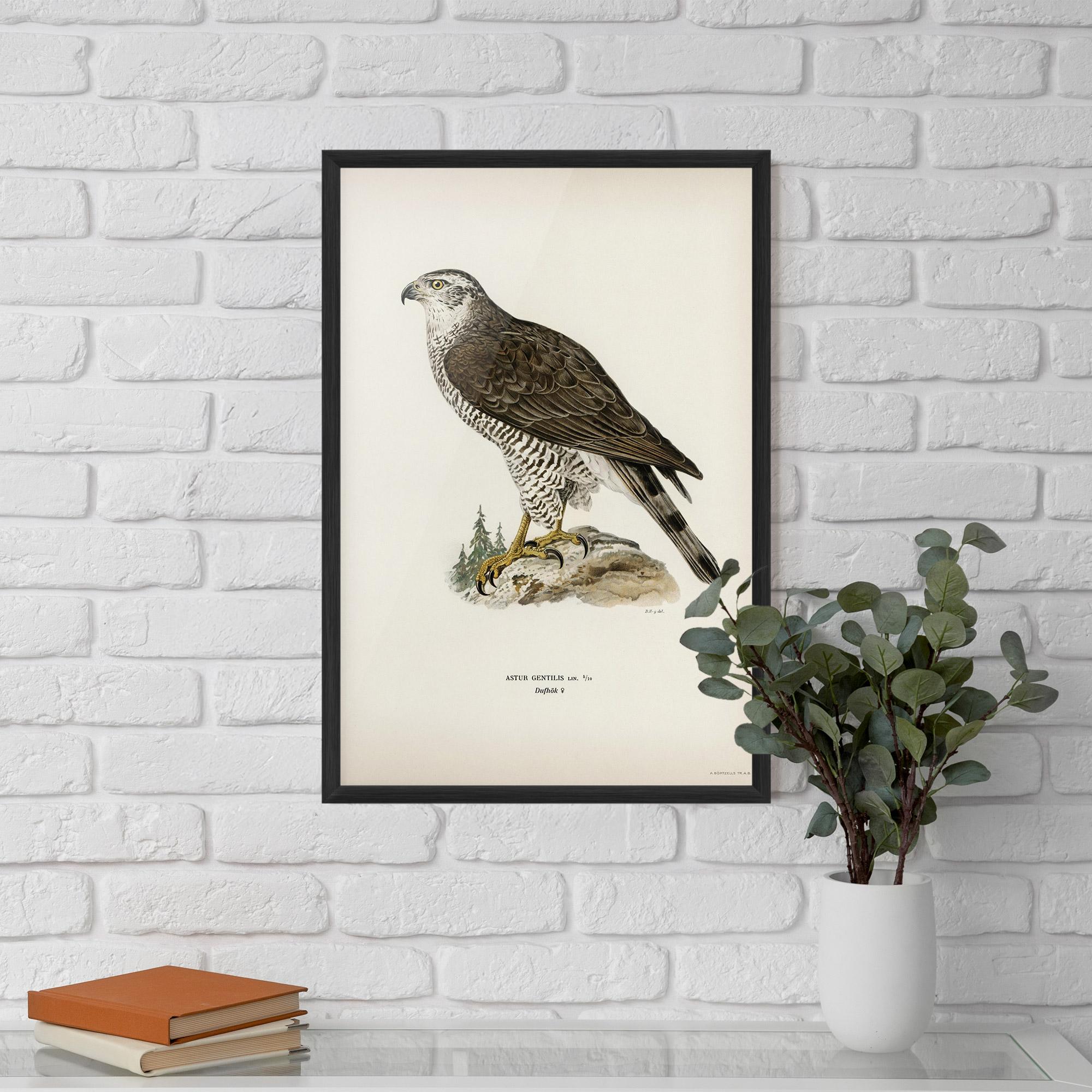 Plakat w Ramie Astur Gentilis mockup 5