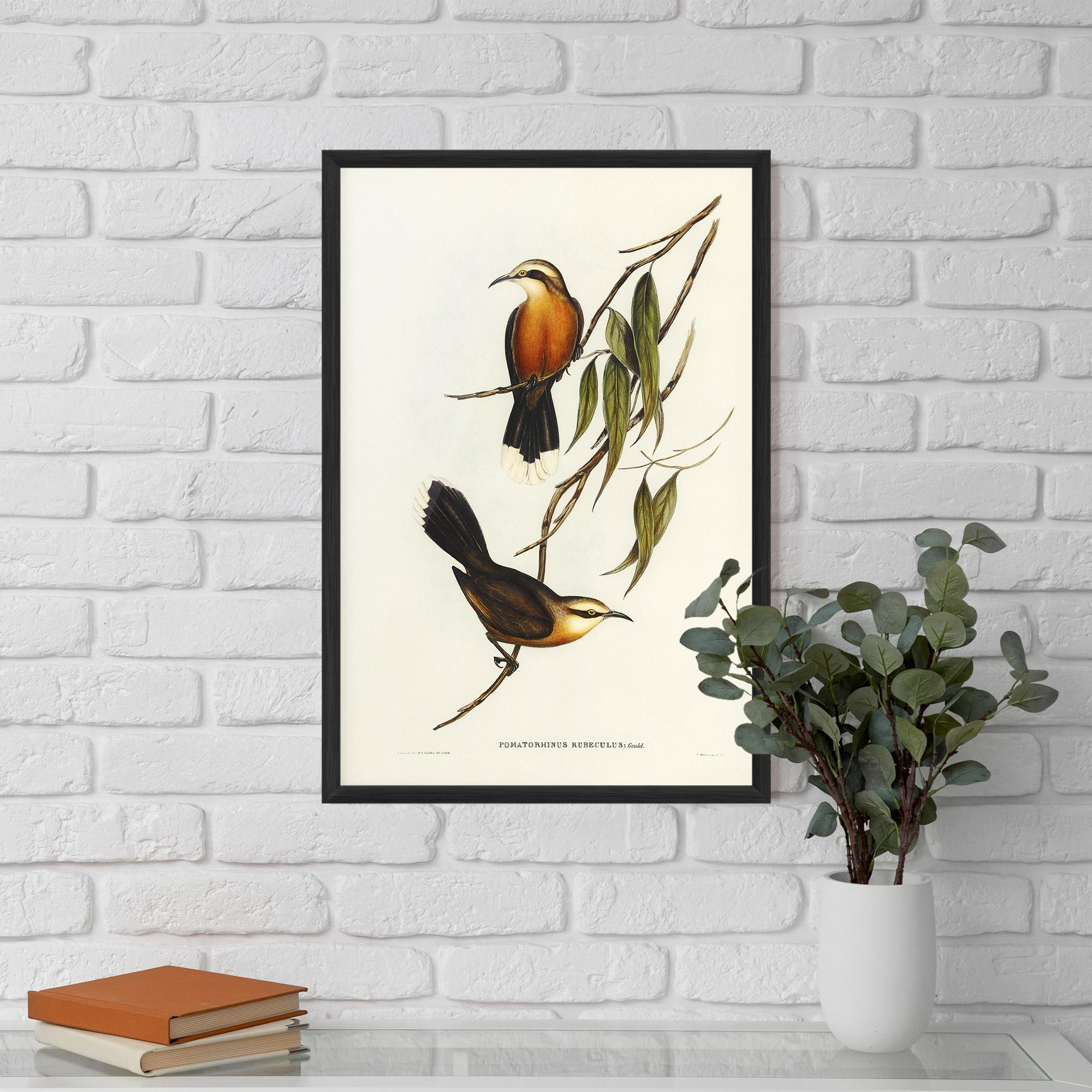 Plakat w Ramie Red Pomatorhinus mockup 5