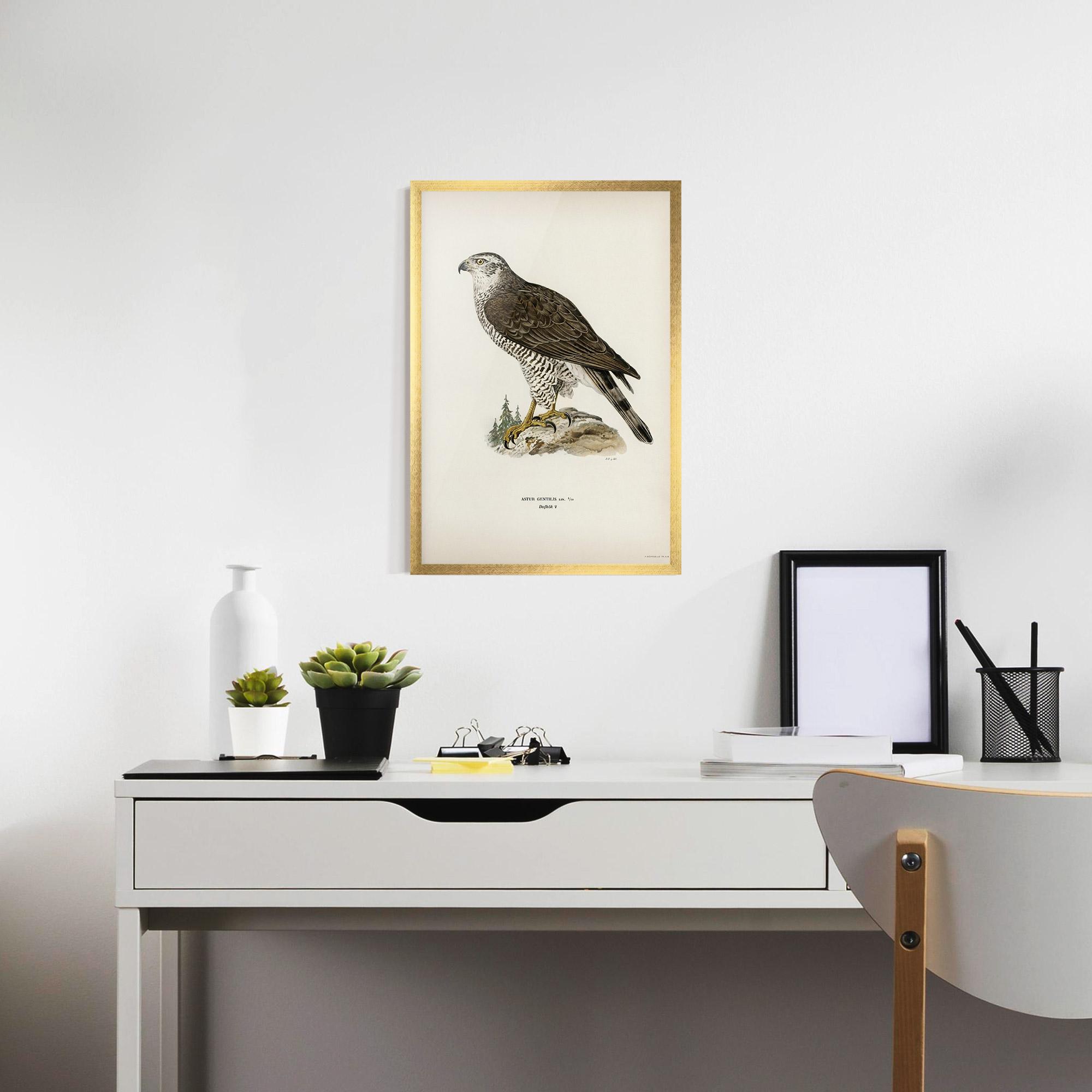 Plakat w Ramie Astur Gentilis mockup 7