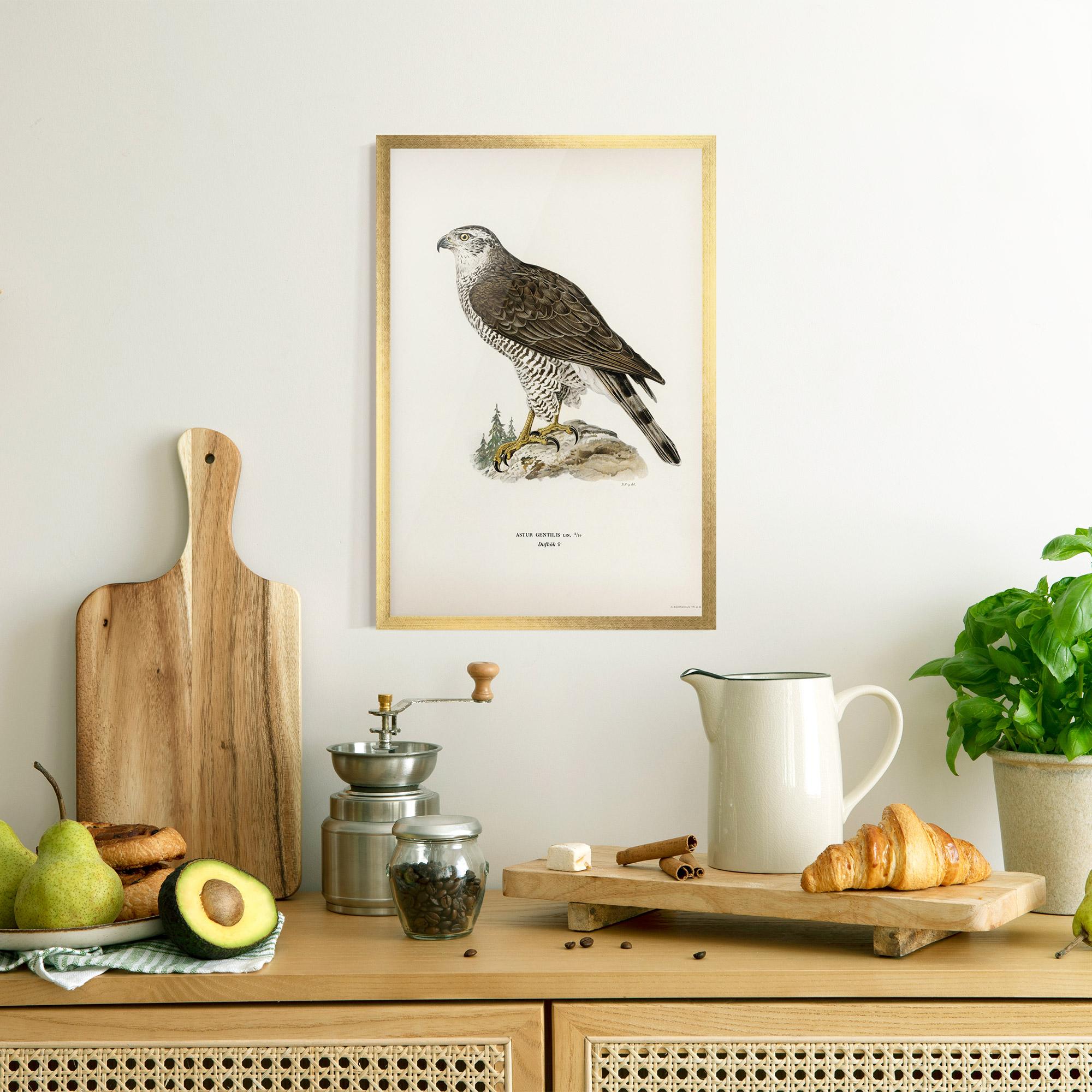 Plakat w Ramie Astur Gentilis mockup 8