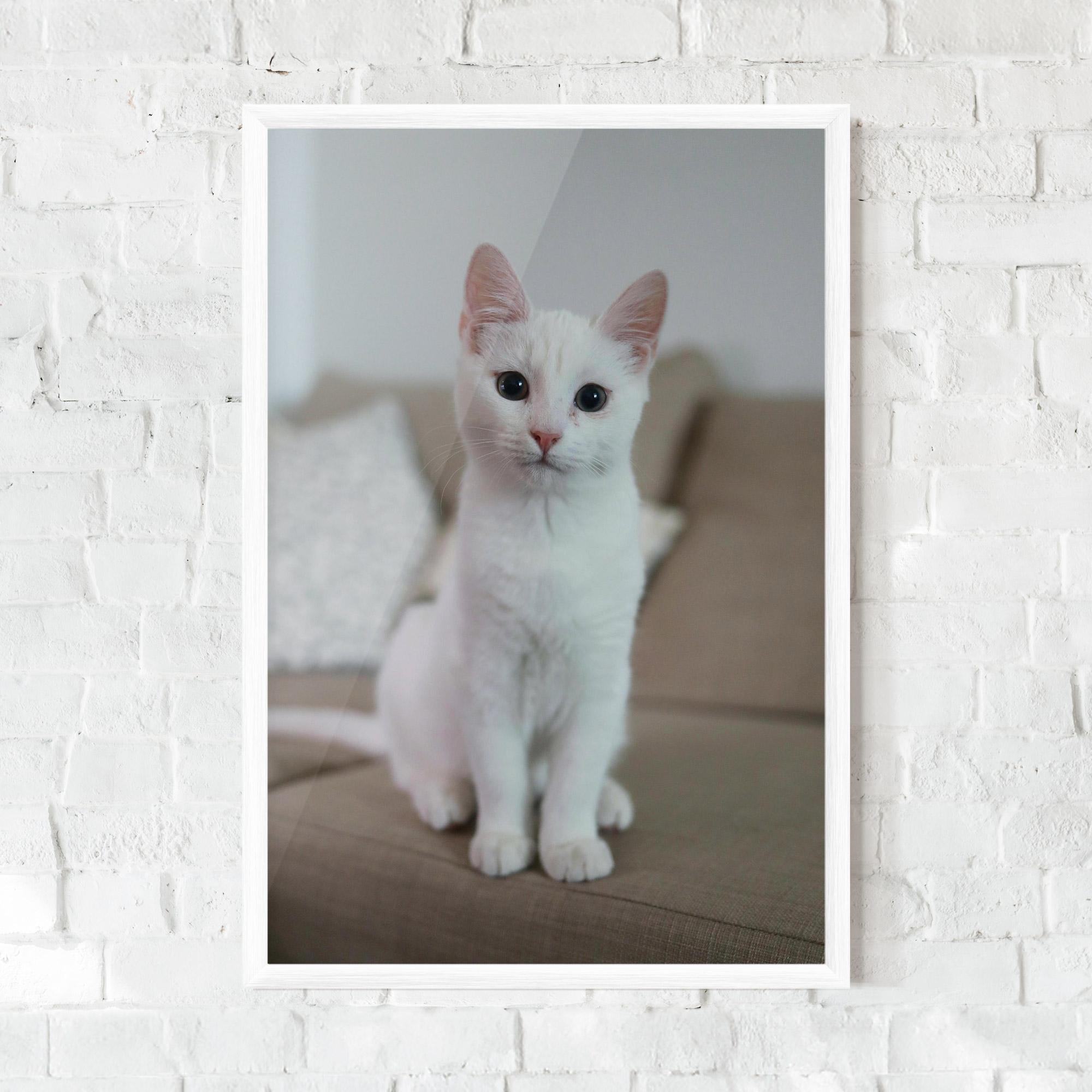 Plakat w Ramie Beautiful White Cat mockup 0