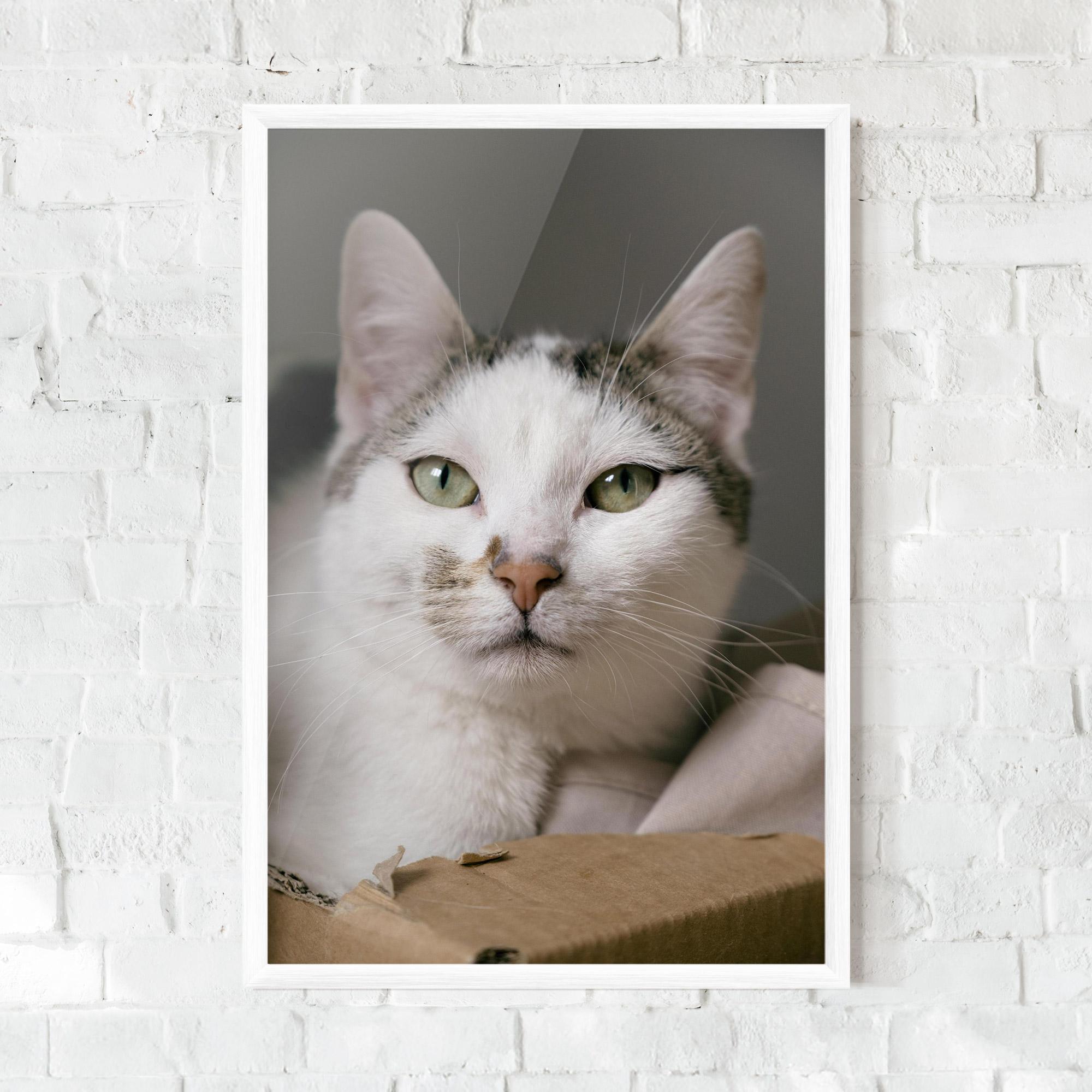 Plakat w Ramie Big Sleepy Cat mockup 0