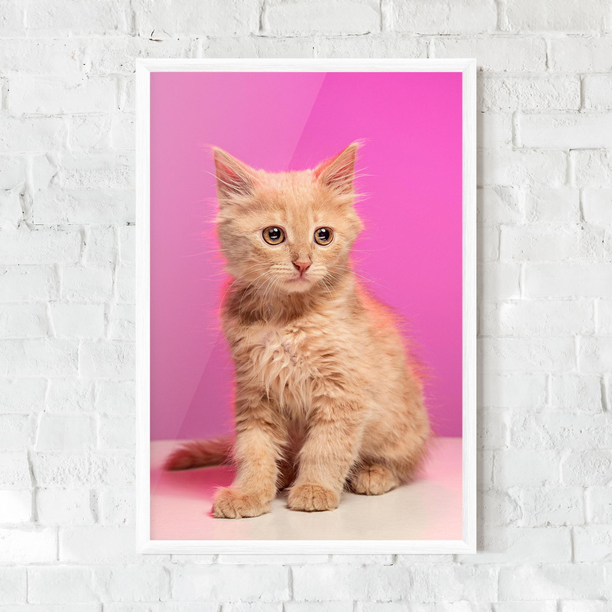Plakat w Ramie Orange Cat On Pink mockup 0