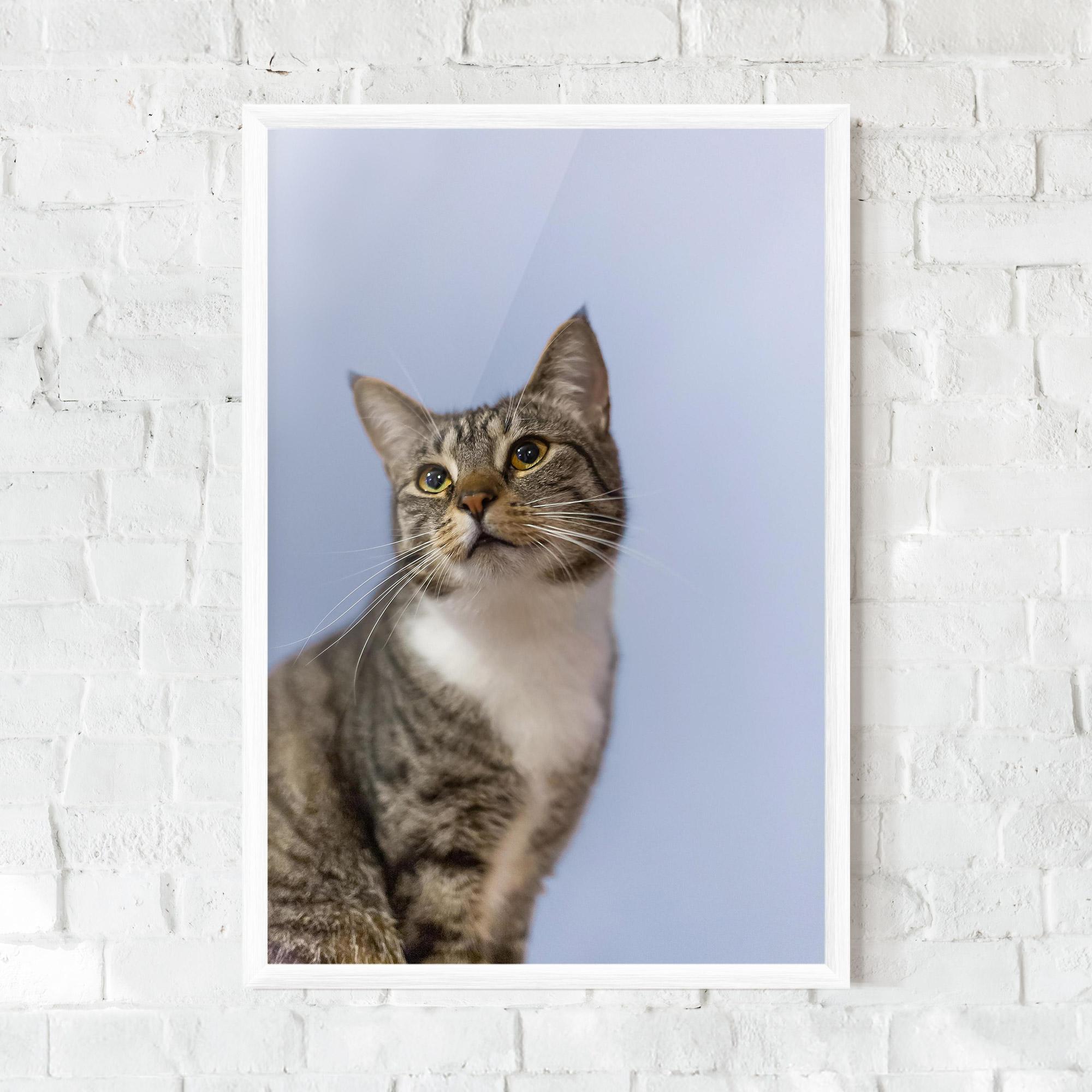 Plakat w Ramie Yellow Eyes Cat mockup 0