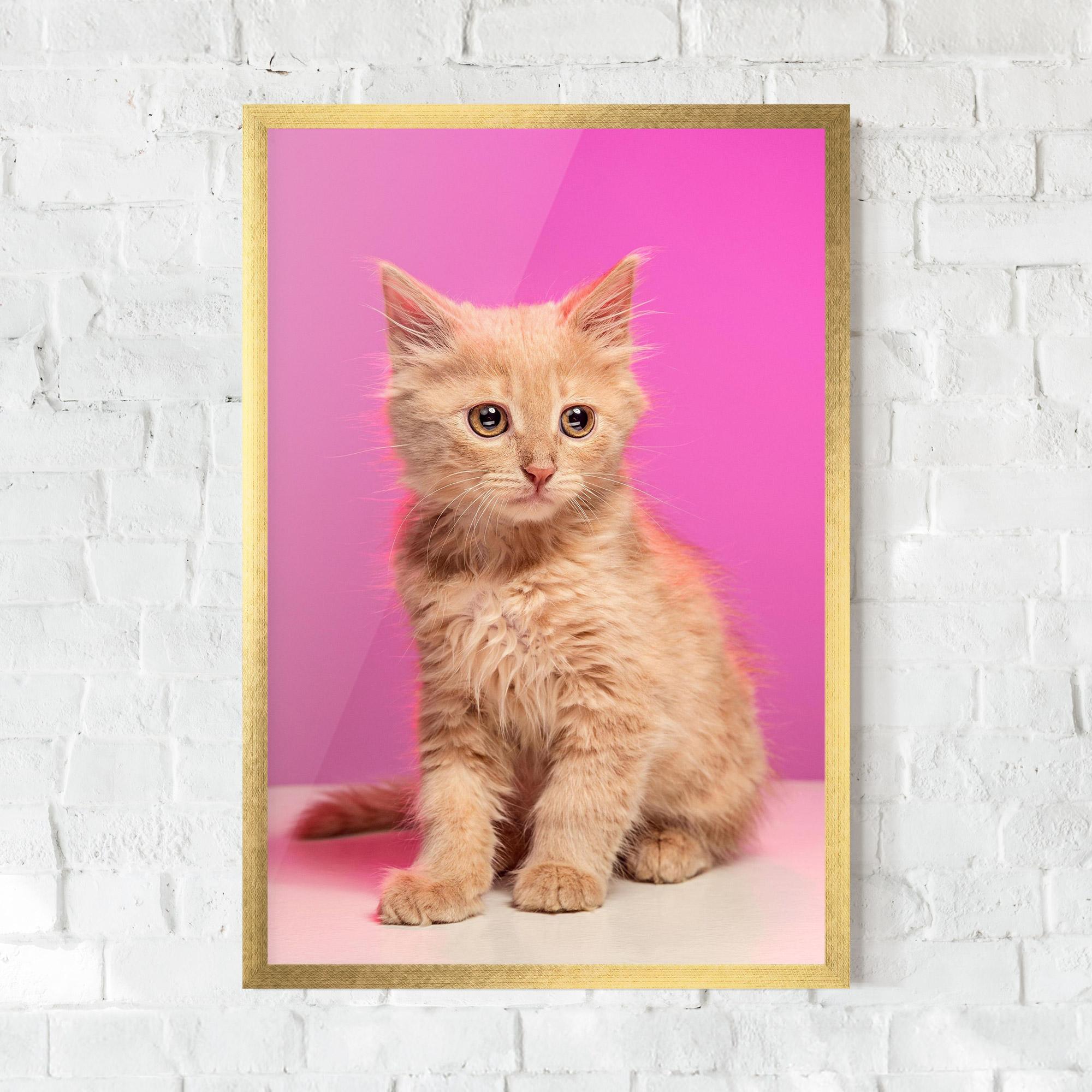 Plakat w Ramie Orange Cat On Pink mockup 0