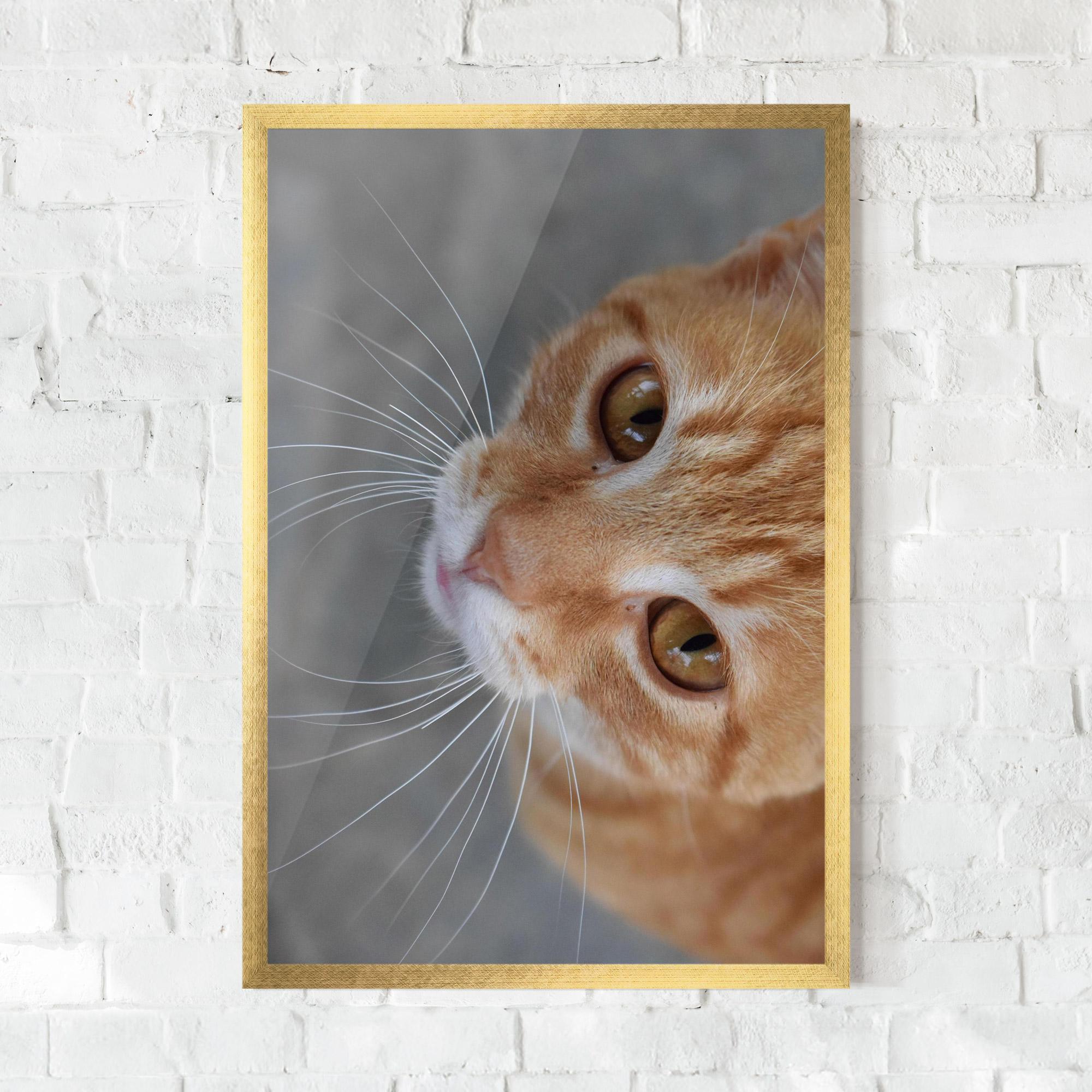 Plakat w Ramie Pretty Orange Eyes Cat mockup 0