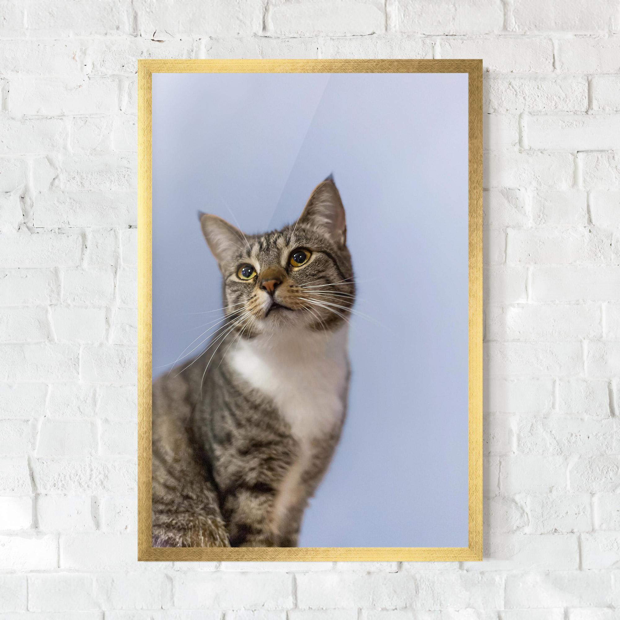 Plakat w Ramie Yellow Eyes Cat mockup 0