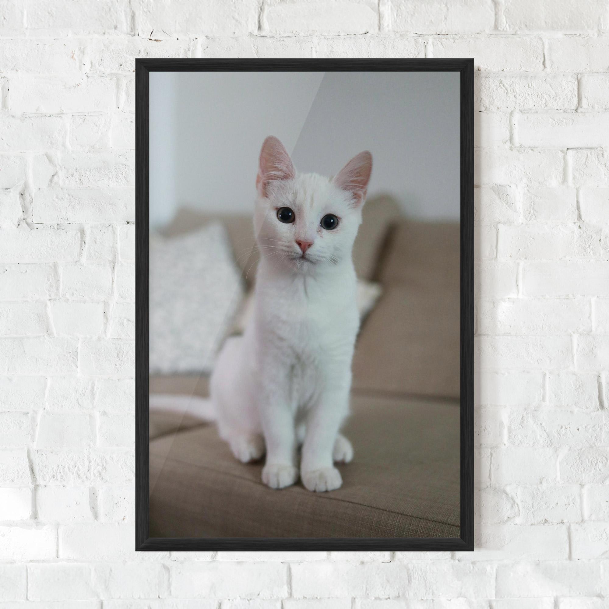 Plakat w Ramie Beautiful White Cat mockup 0