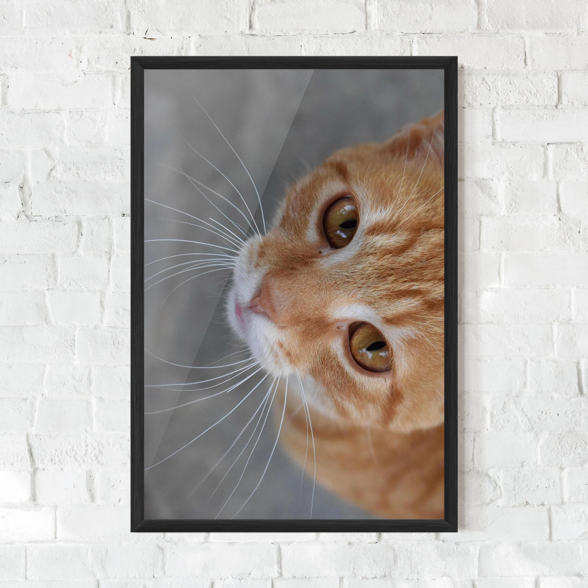 Plakat w Ramie Pretty Orange Eyes Cat mockup 0