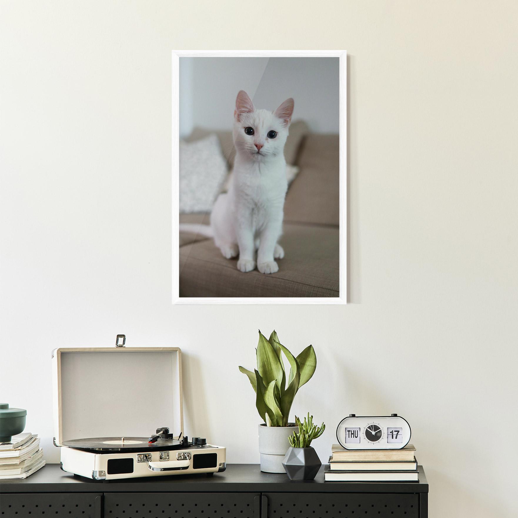 Plakat w Ramie Beautiful White Cat mockup 2