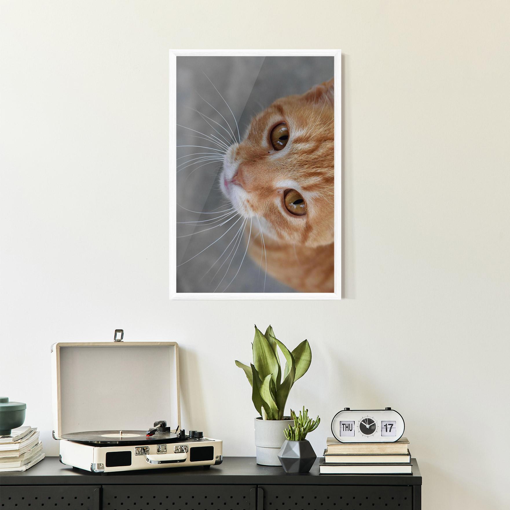 Plakat w Ramie Pretty Orange Eyes Cat mockup 2