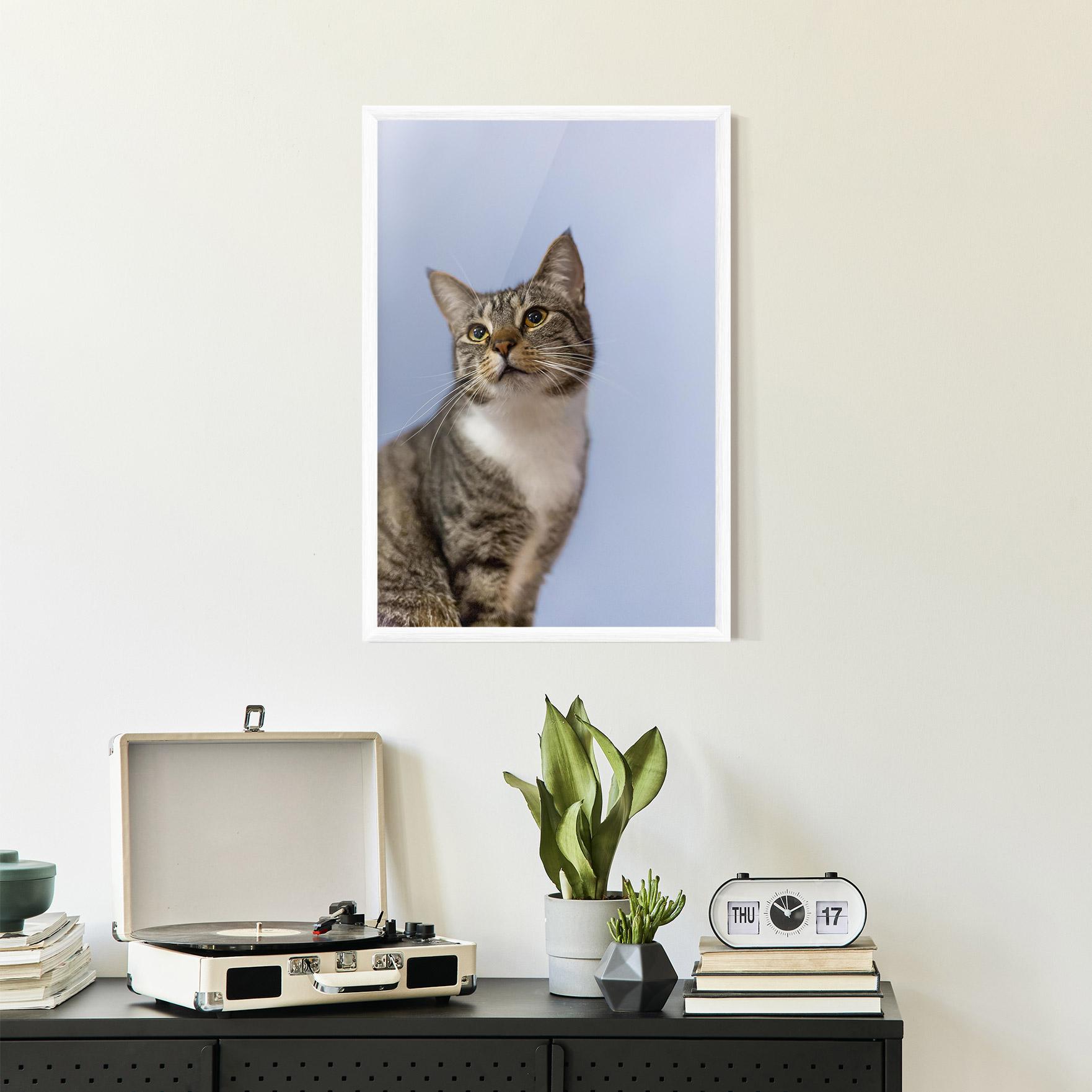 Plakat w Ramie Yellow Eyes Cat mockup 2