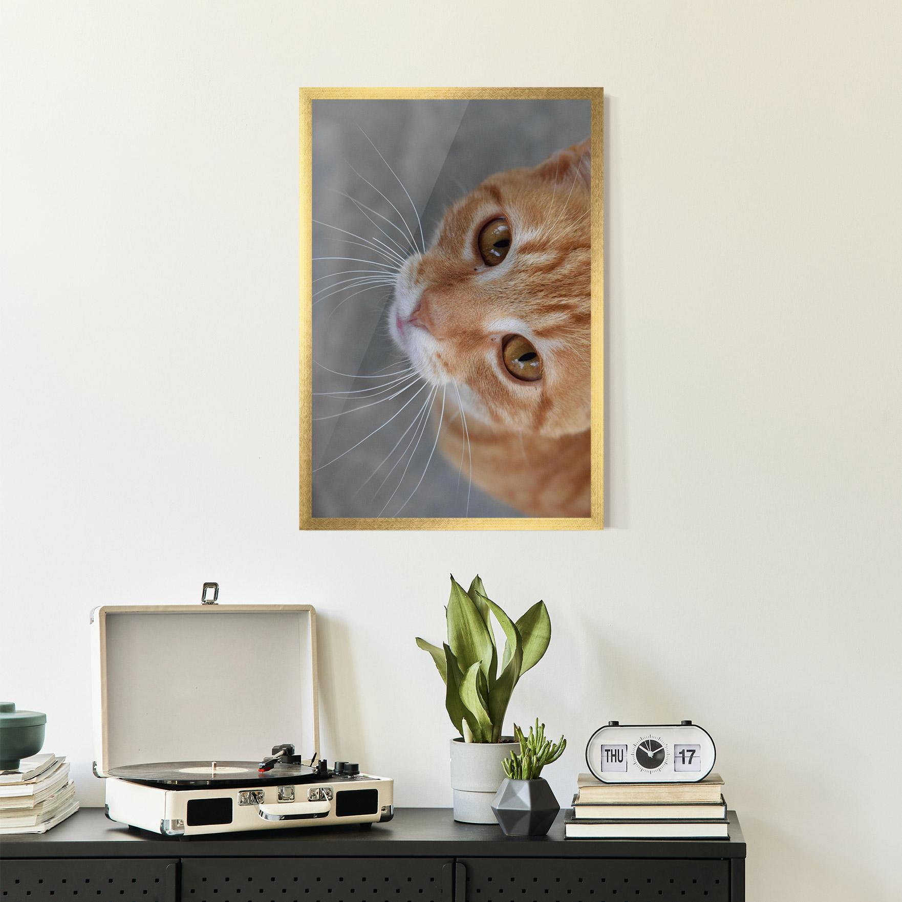 Plakat w Ramie Pretty Orange Eyes Cat mockup 2