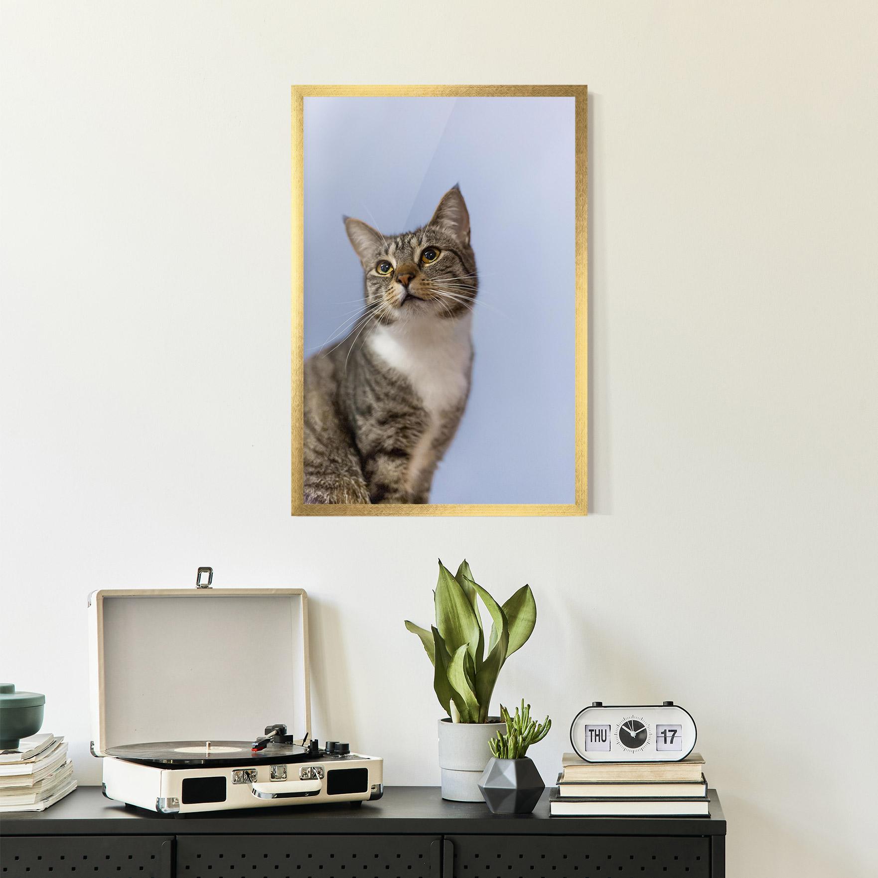 Plakat w Ramie Yellow Eyes Cat mockup 2