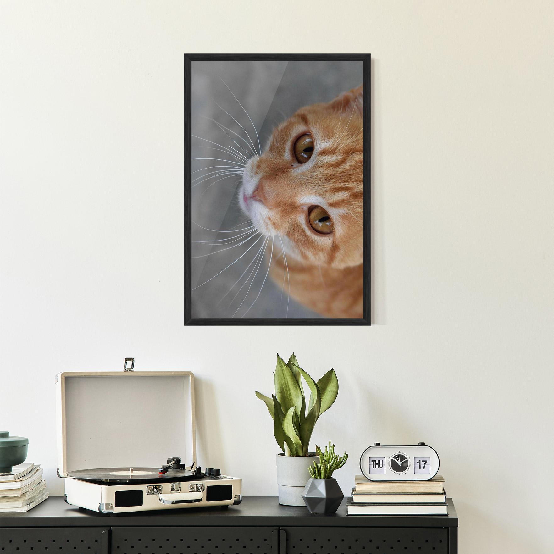Plakat w Ramie Pretty Orange Eyes Cat mockup 2
