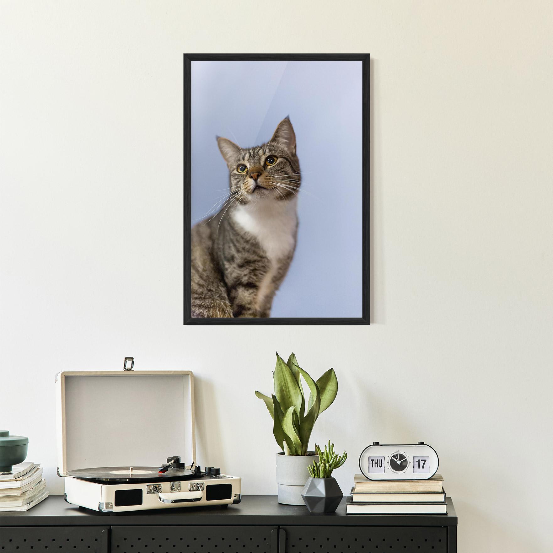 Plakat w Ramie Yellow Eyes Cat mockup 2