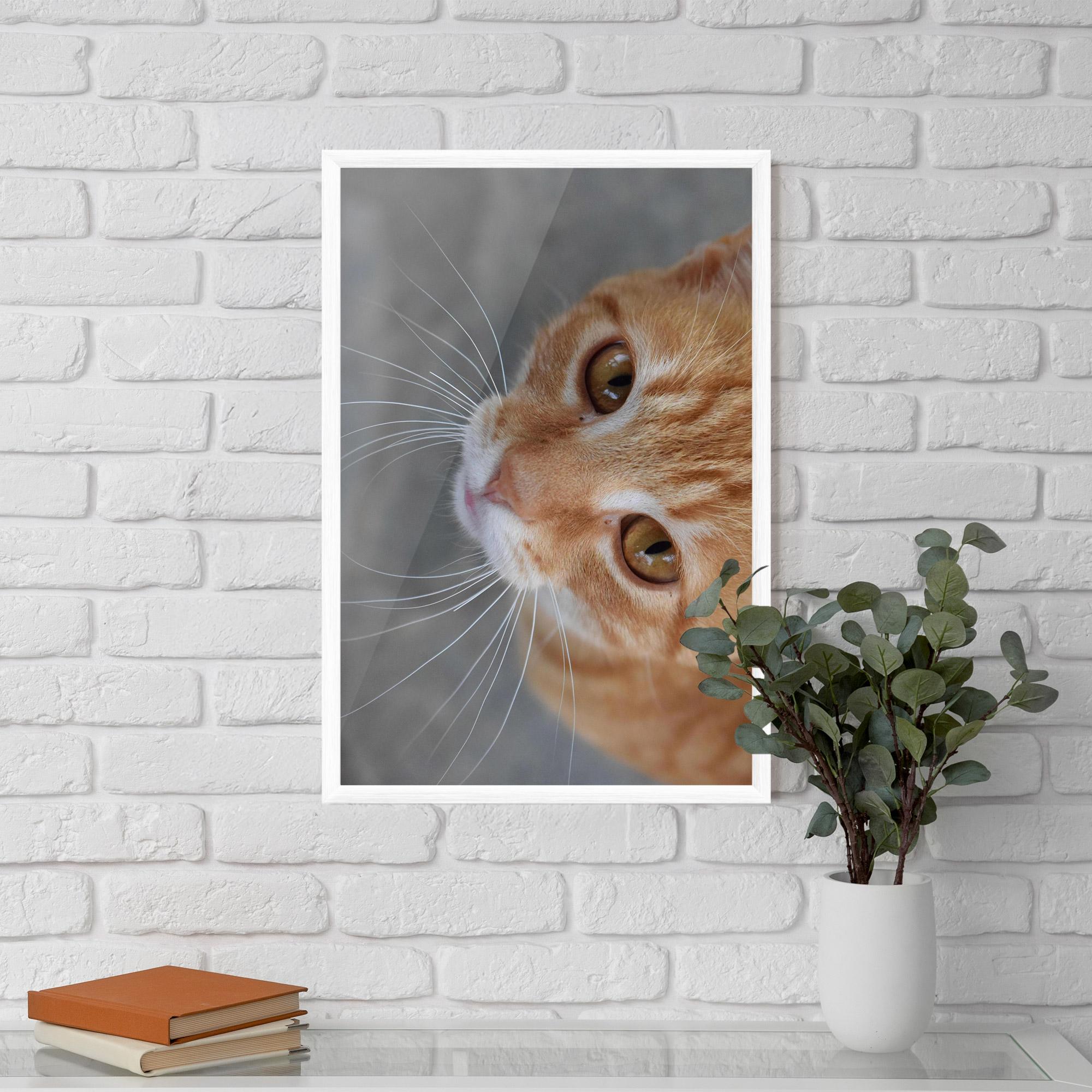 Plakat w Ramie Pretty Orange Eyes Cat mockup 5