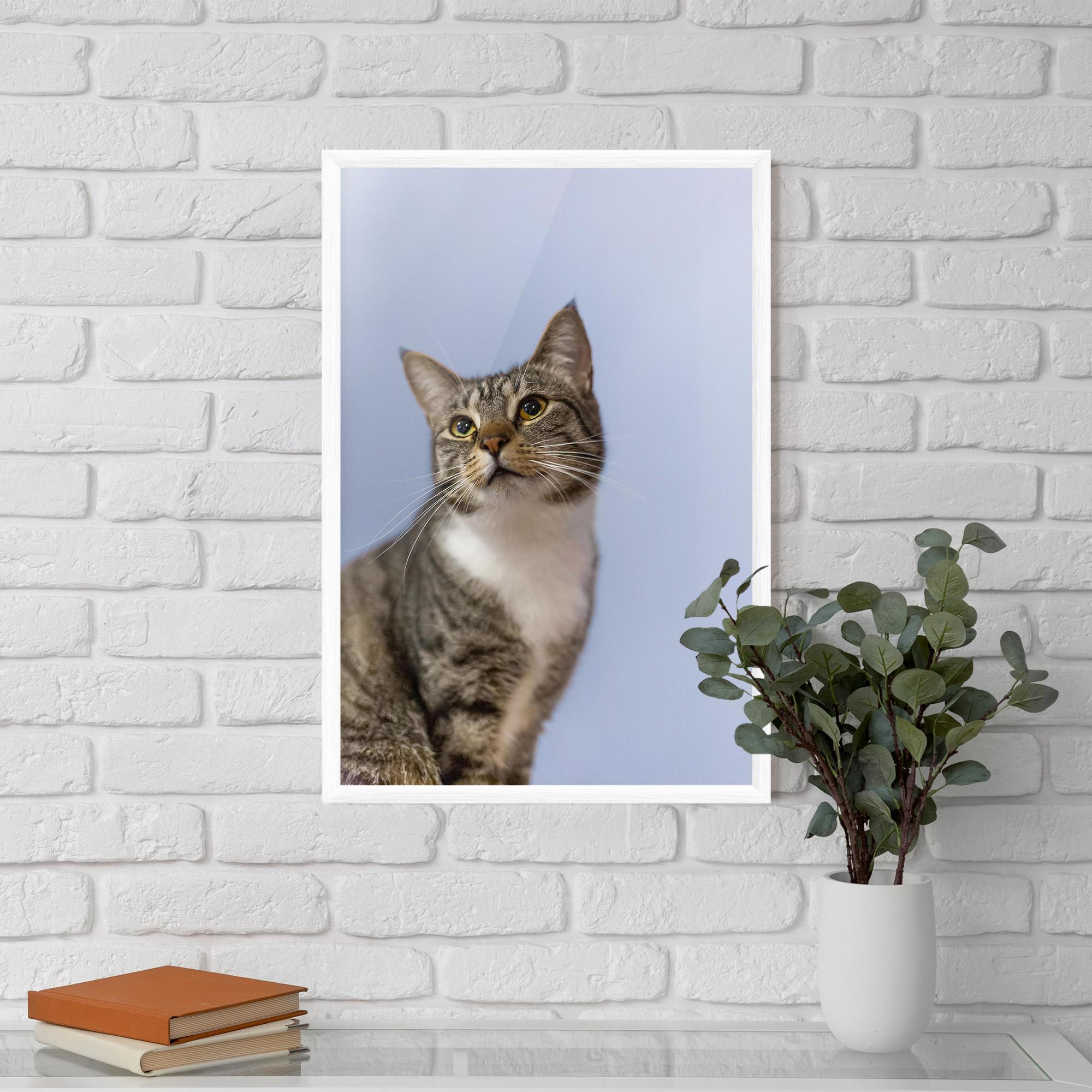 Plakat w Ramie Yellow Eyes Cat mockup 5