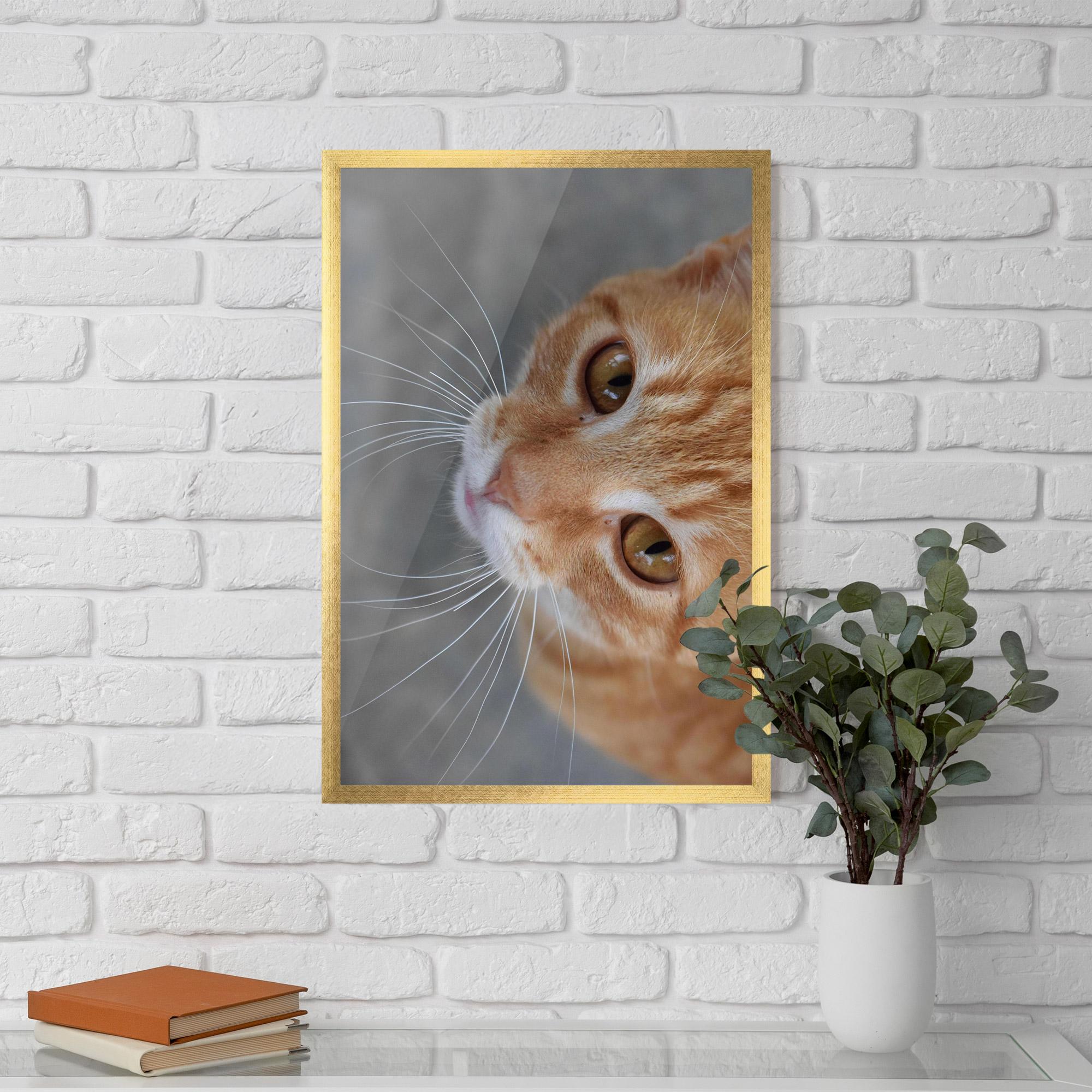 Plakat w Ramie Pretty Orange Eyes Cat mockup 5