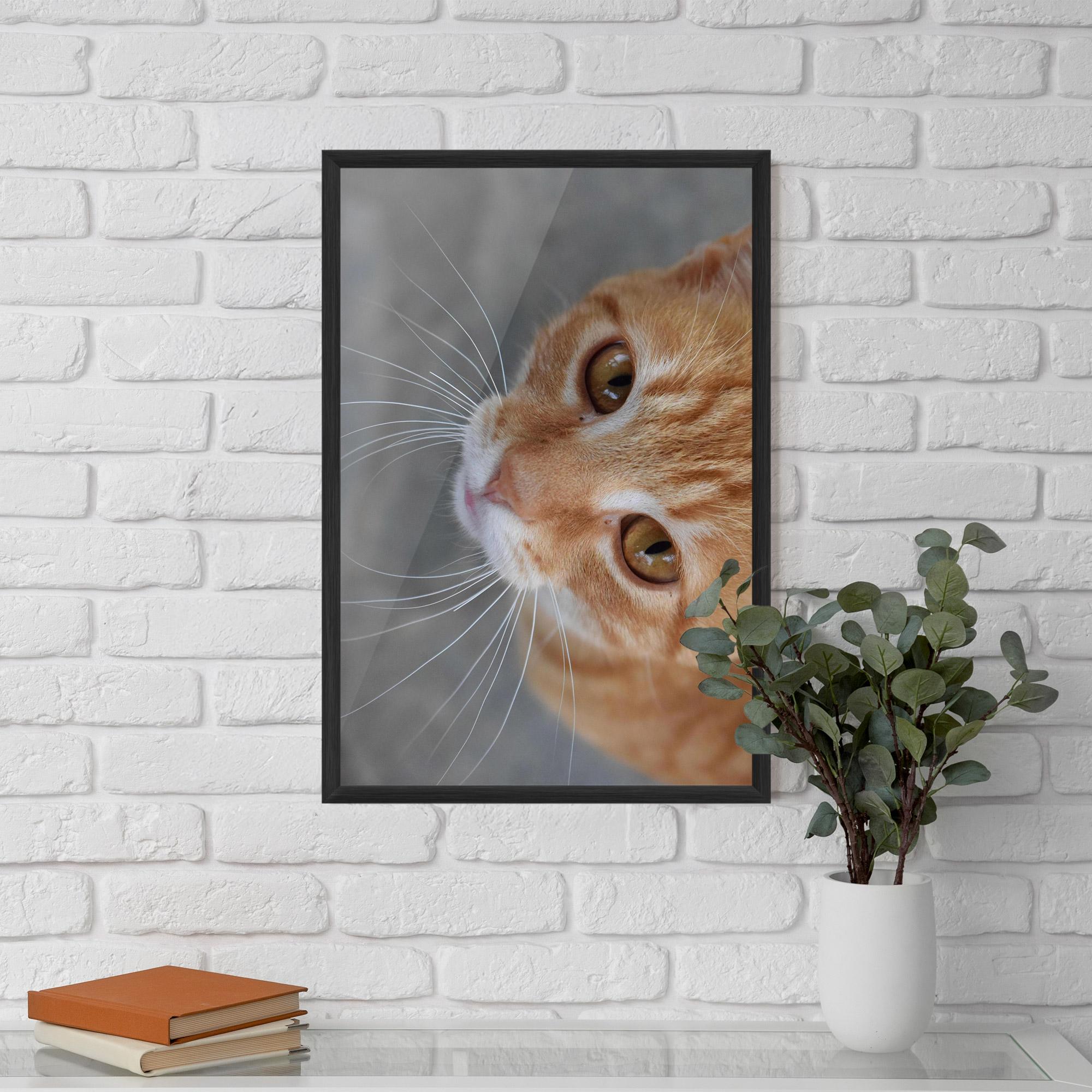 Plakat w Ramie Pretty Orange Eyes Cat mockup 5