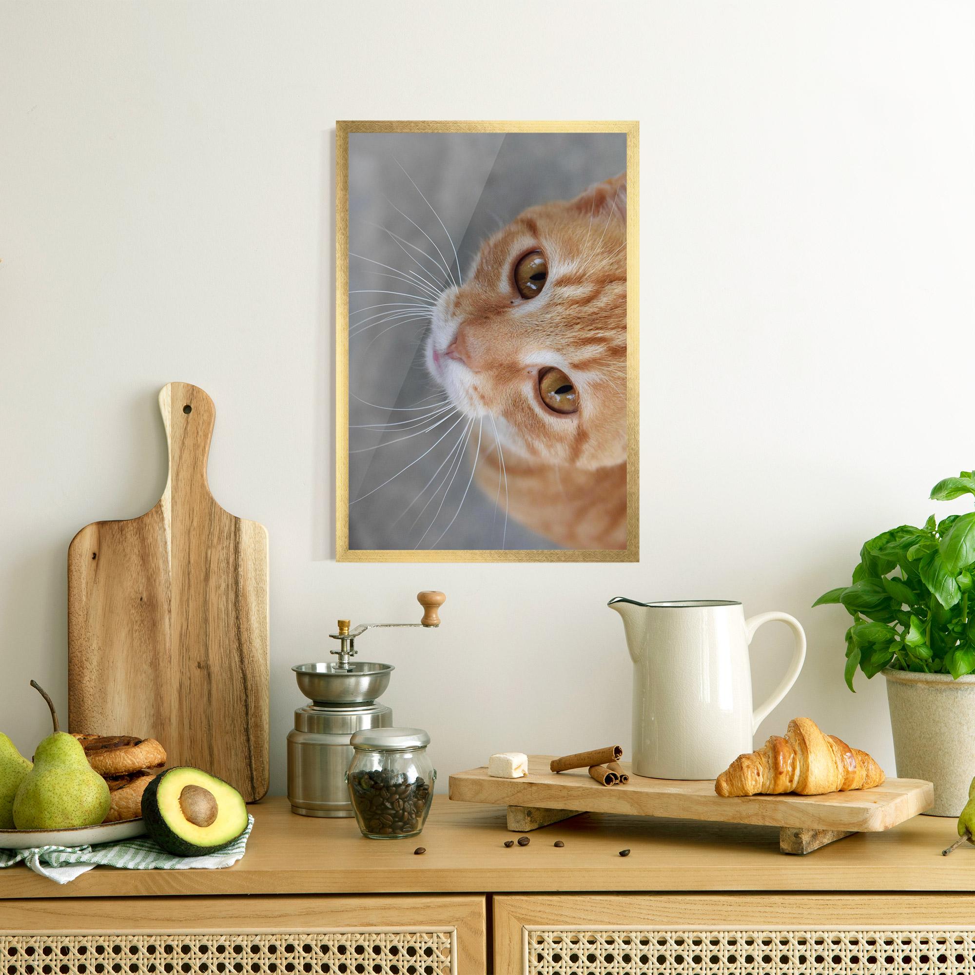 Plakat w Ramie Pretty Orange Eyes Cat mockup 8