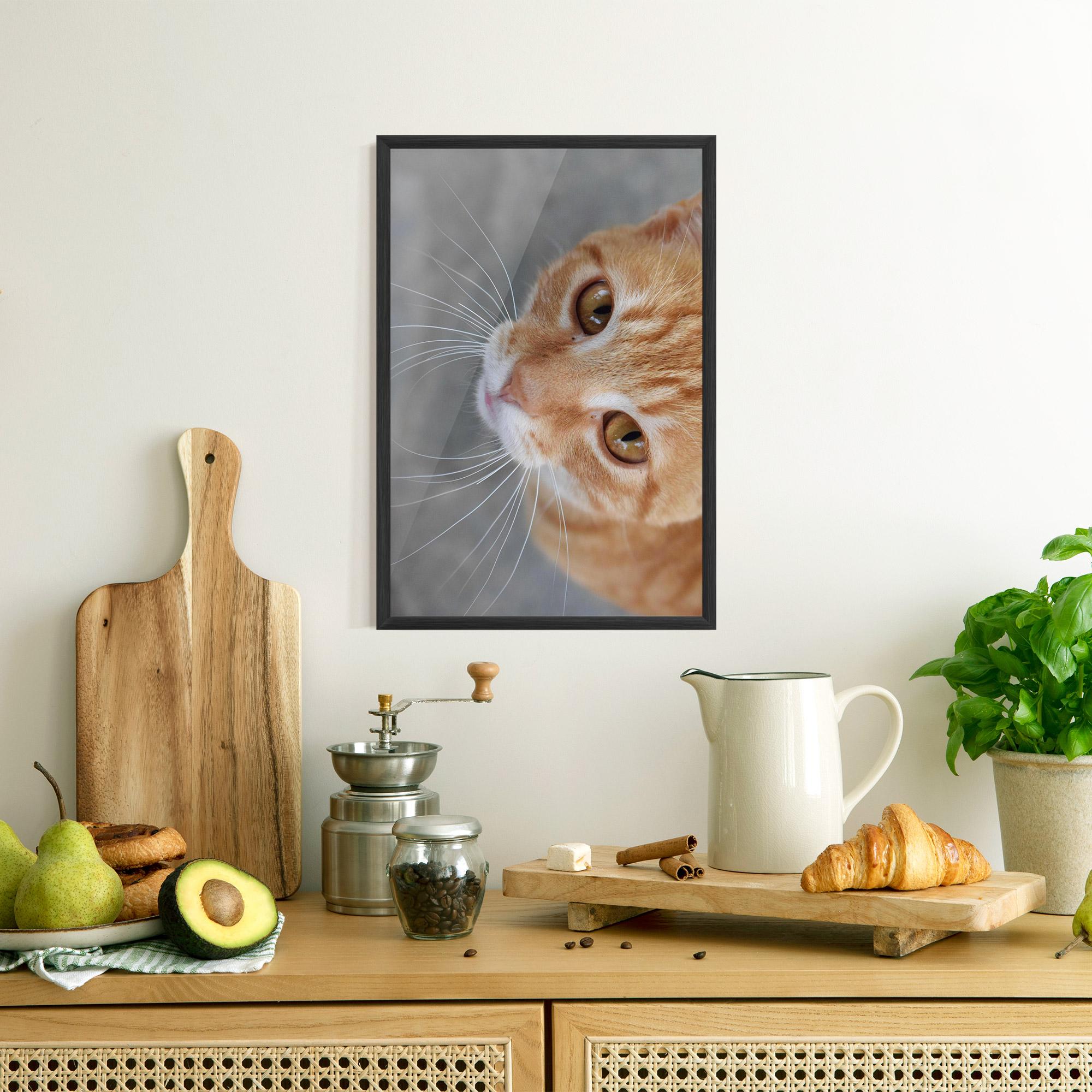 Plakat w Ramie Pretty Orange Eyes Cat mockup 8